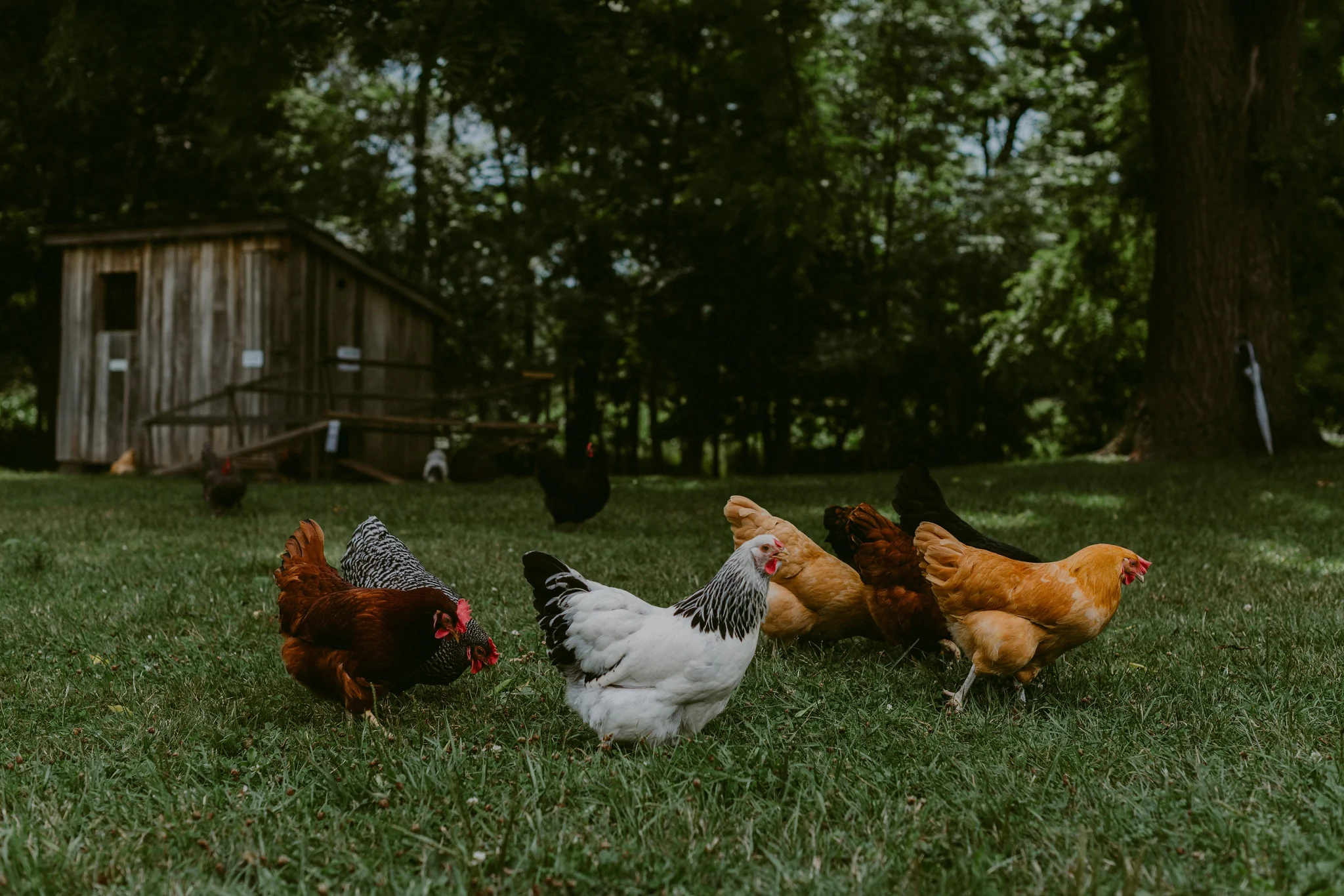 Hines-Hill-Farm-Cuyahoga-Valley-National-Park-Wedding_Emi+Andy_MJPHOTO-20.jpg