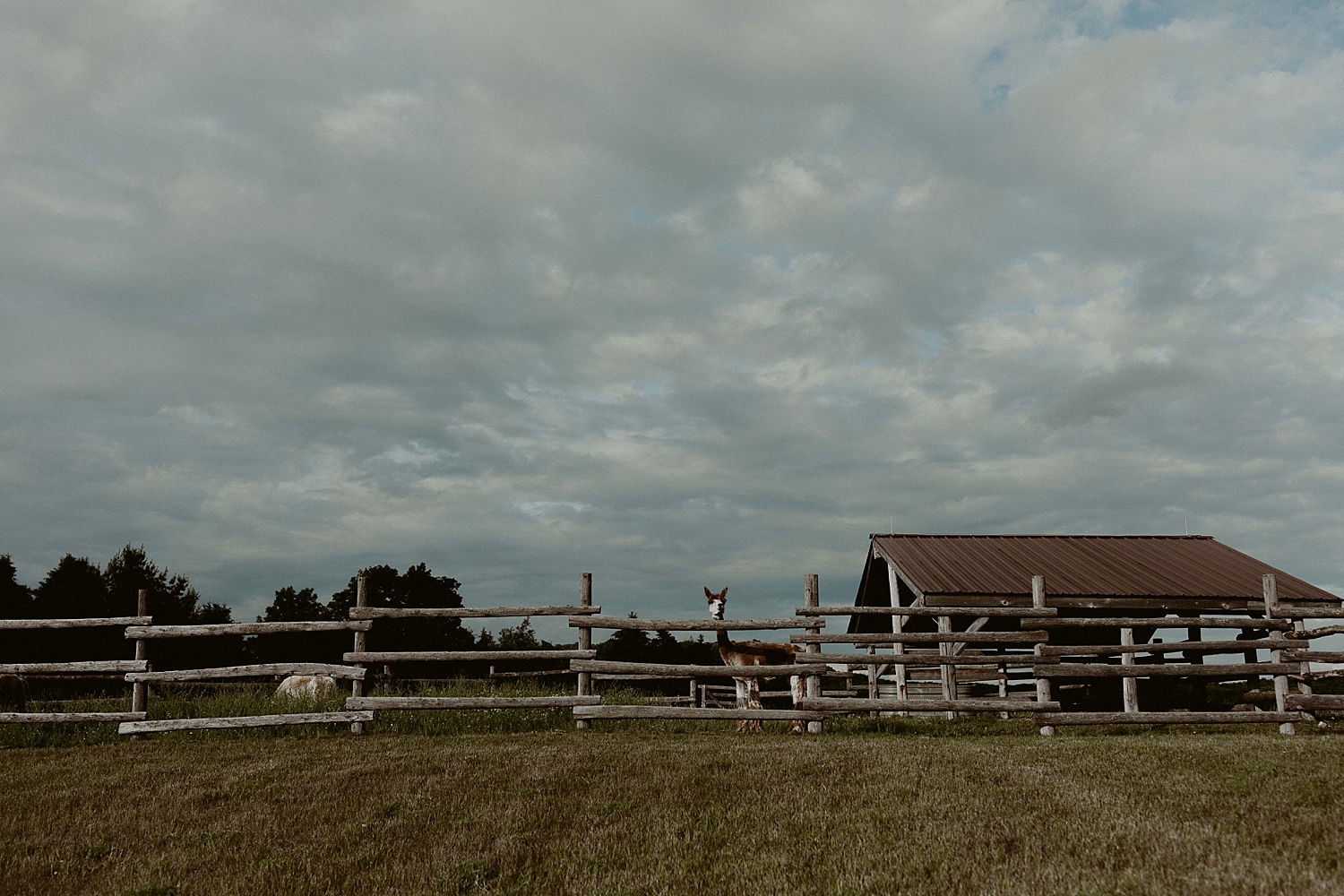 Michigan-Sand-Dunes-Wedding_Ashley+Zach-867.jpg