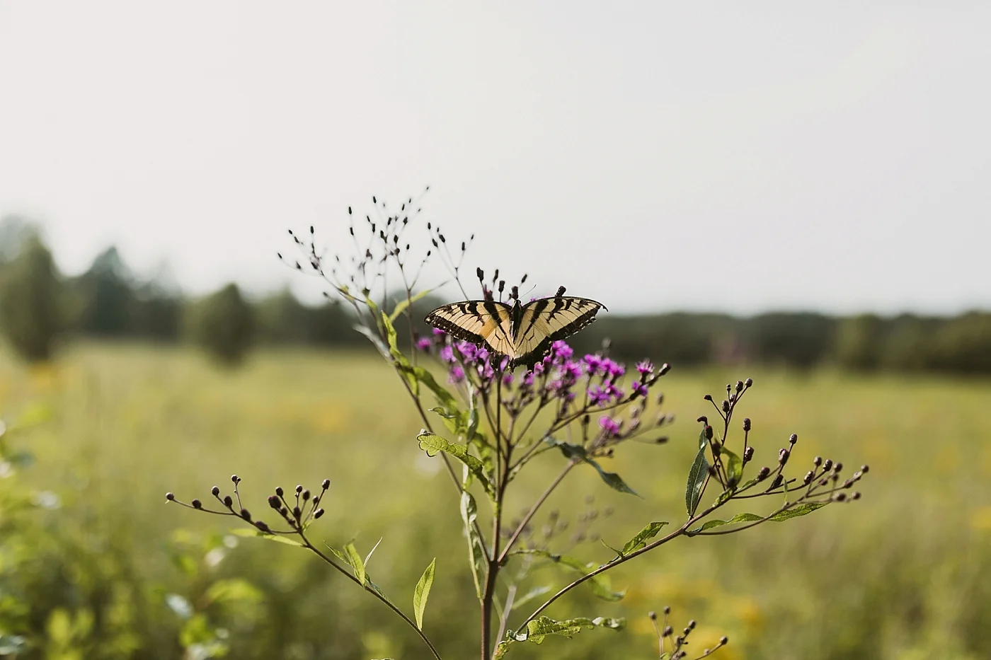 Meadow-Elopement-Ashley+Ben_MJPHOTO2018-10.jpg