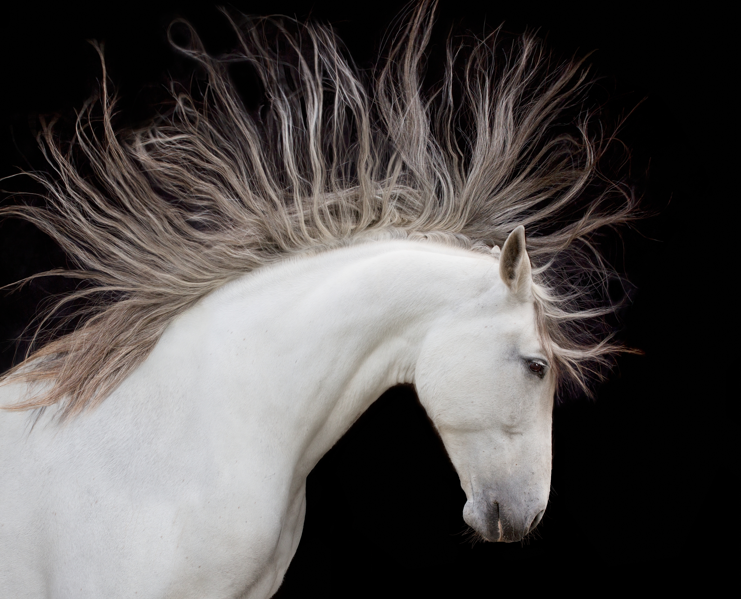 Andalusian horse, Washington, USA
