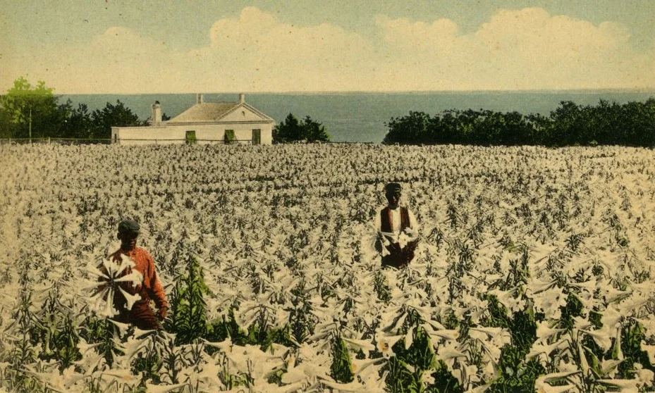 Easter Lily Field. Photo source: National Museum of Bermuda.