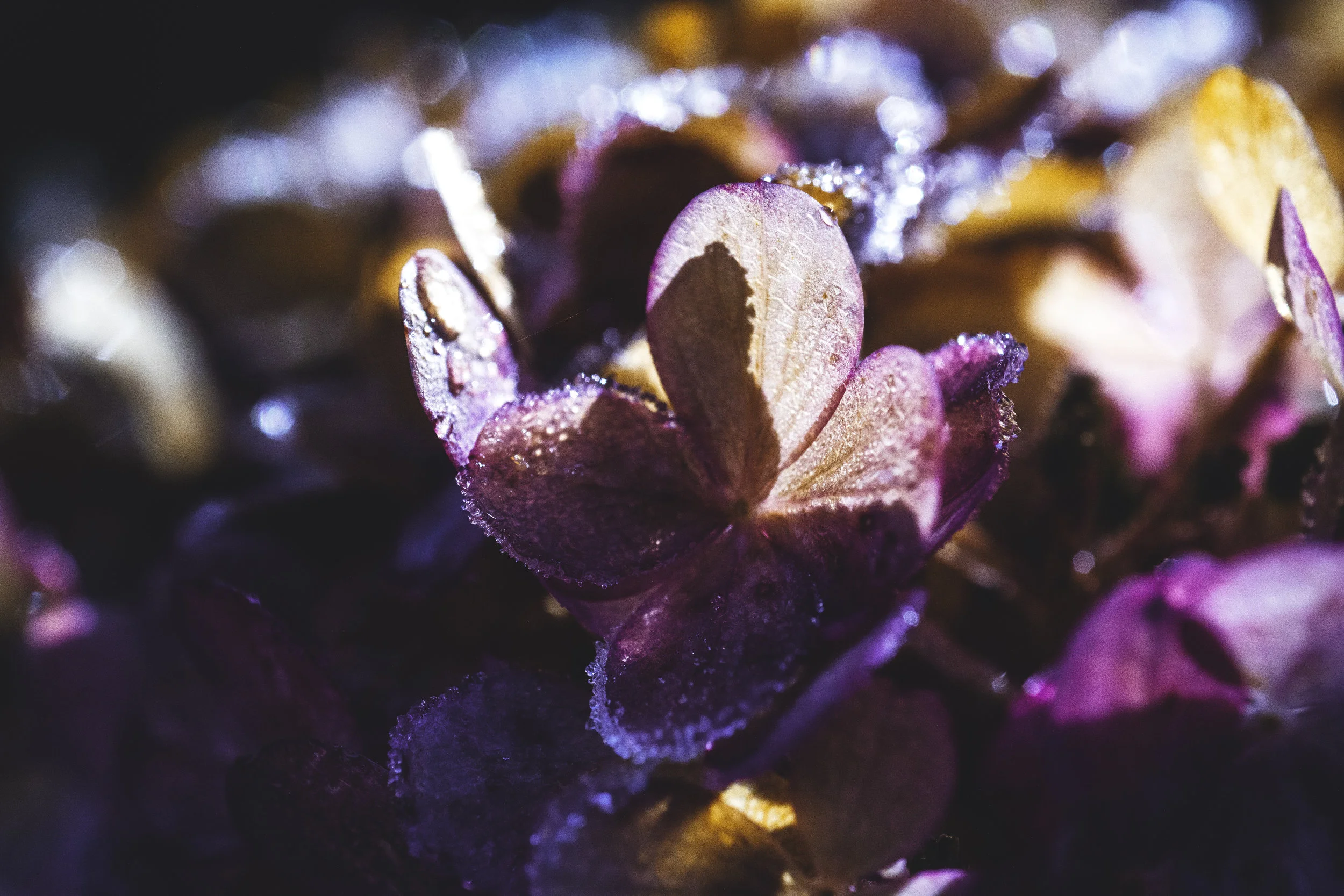 Høstens første frost