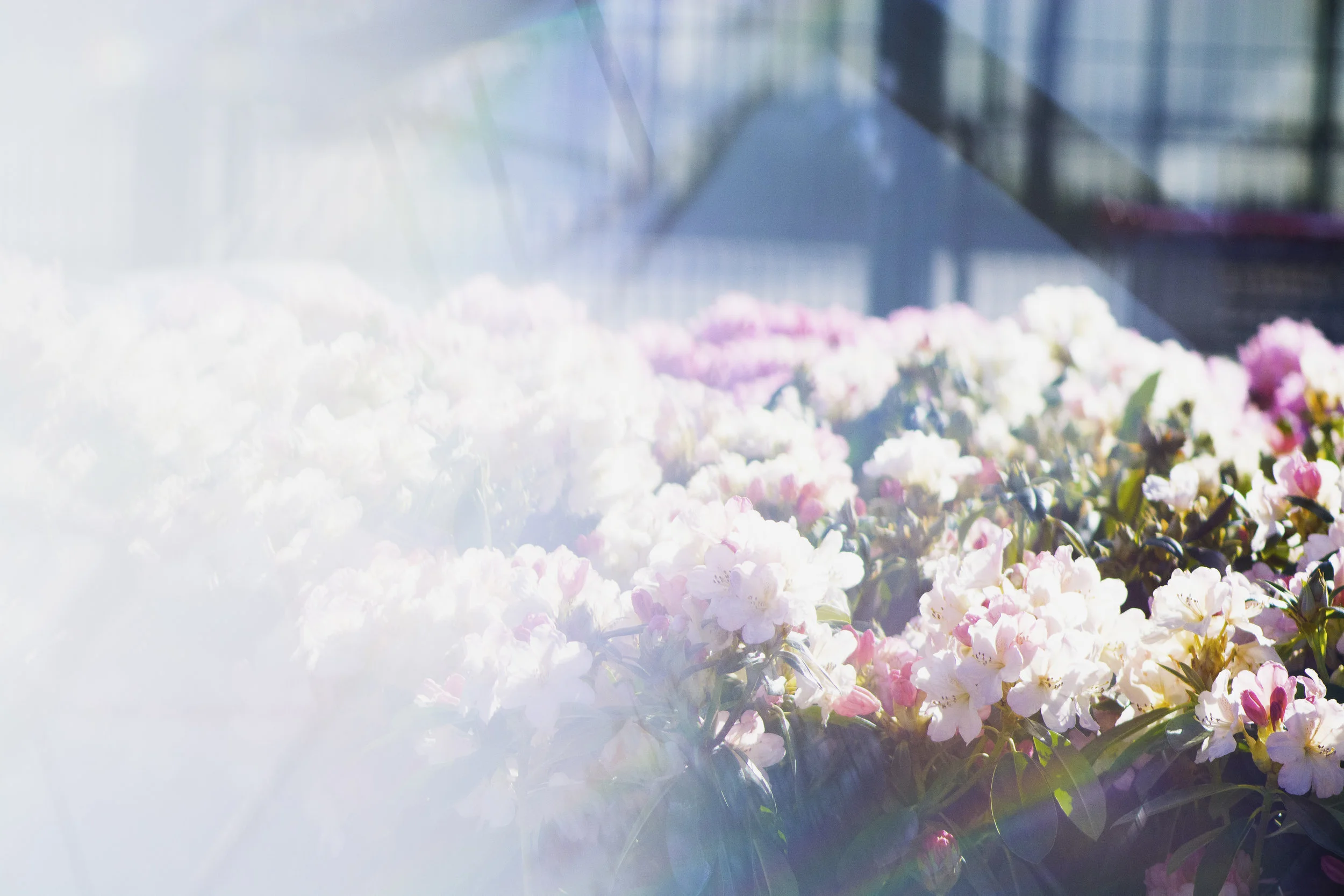 Blomster gjennom glass