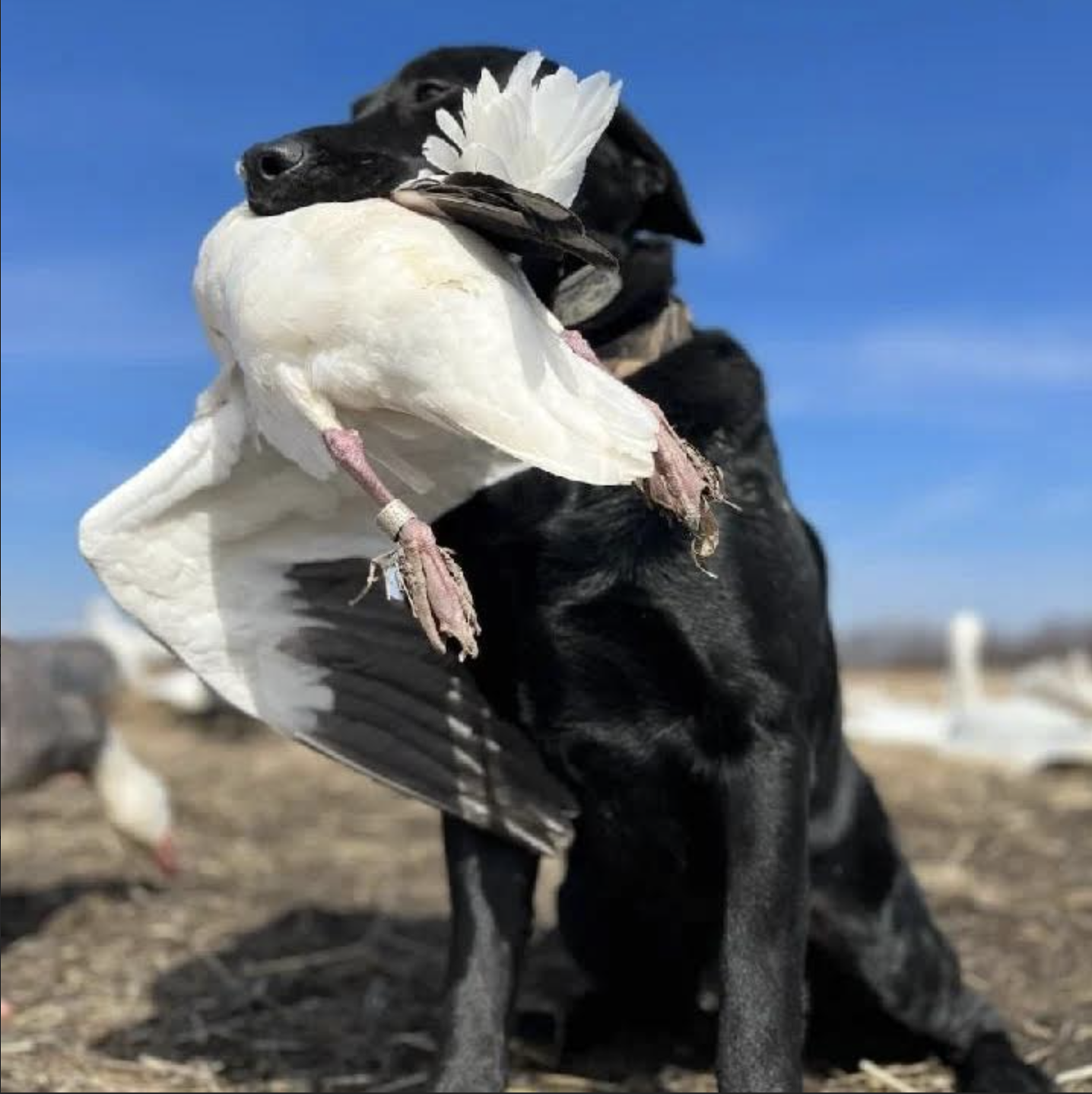Monarch River Hunting Waterfowl .png