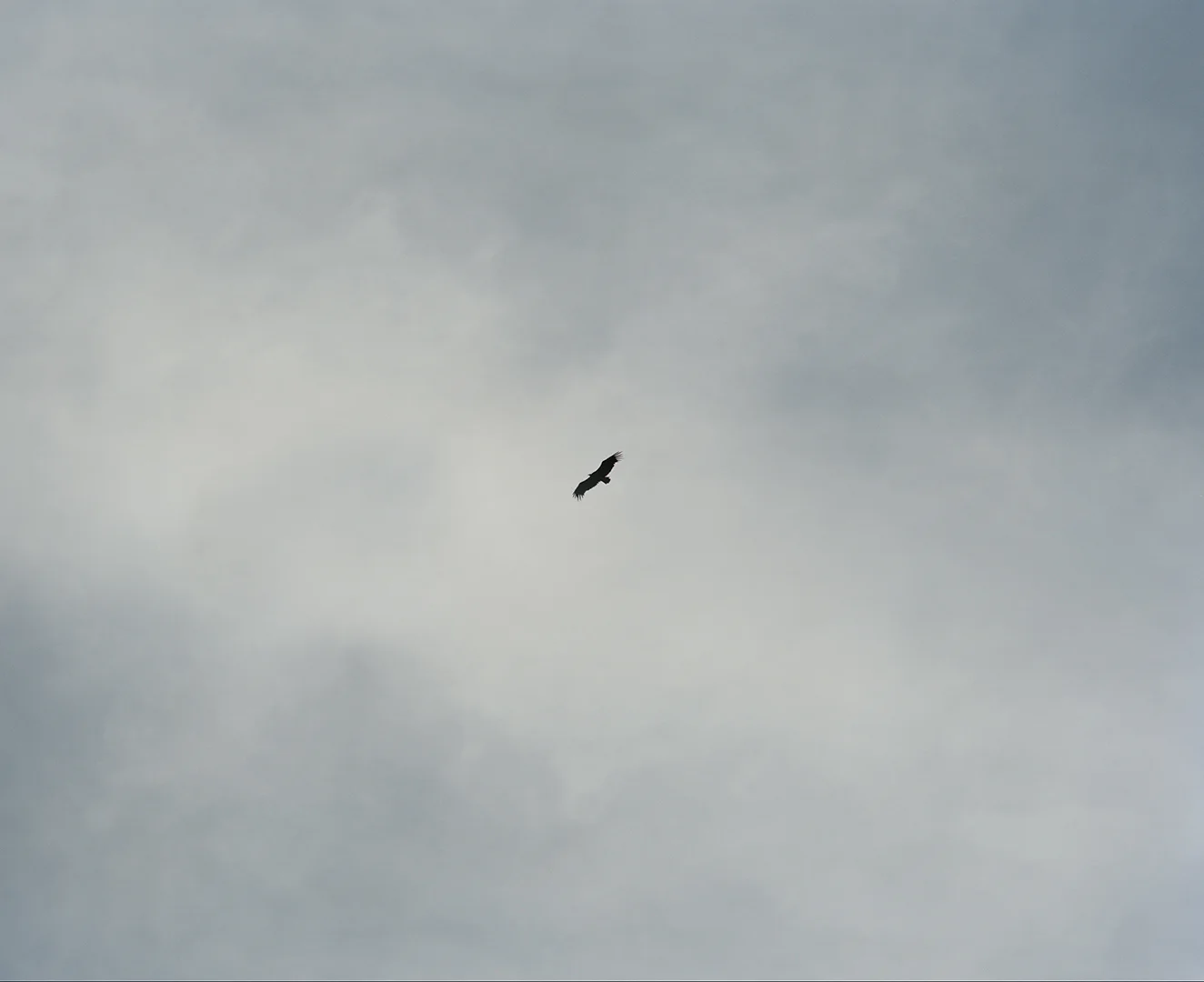 Eagle, 2015