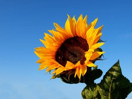 How did you get interested in farming? 