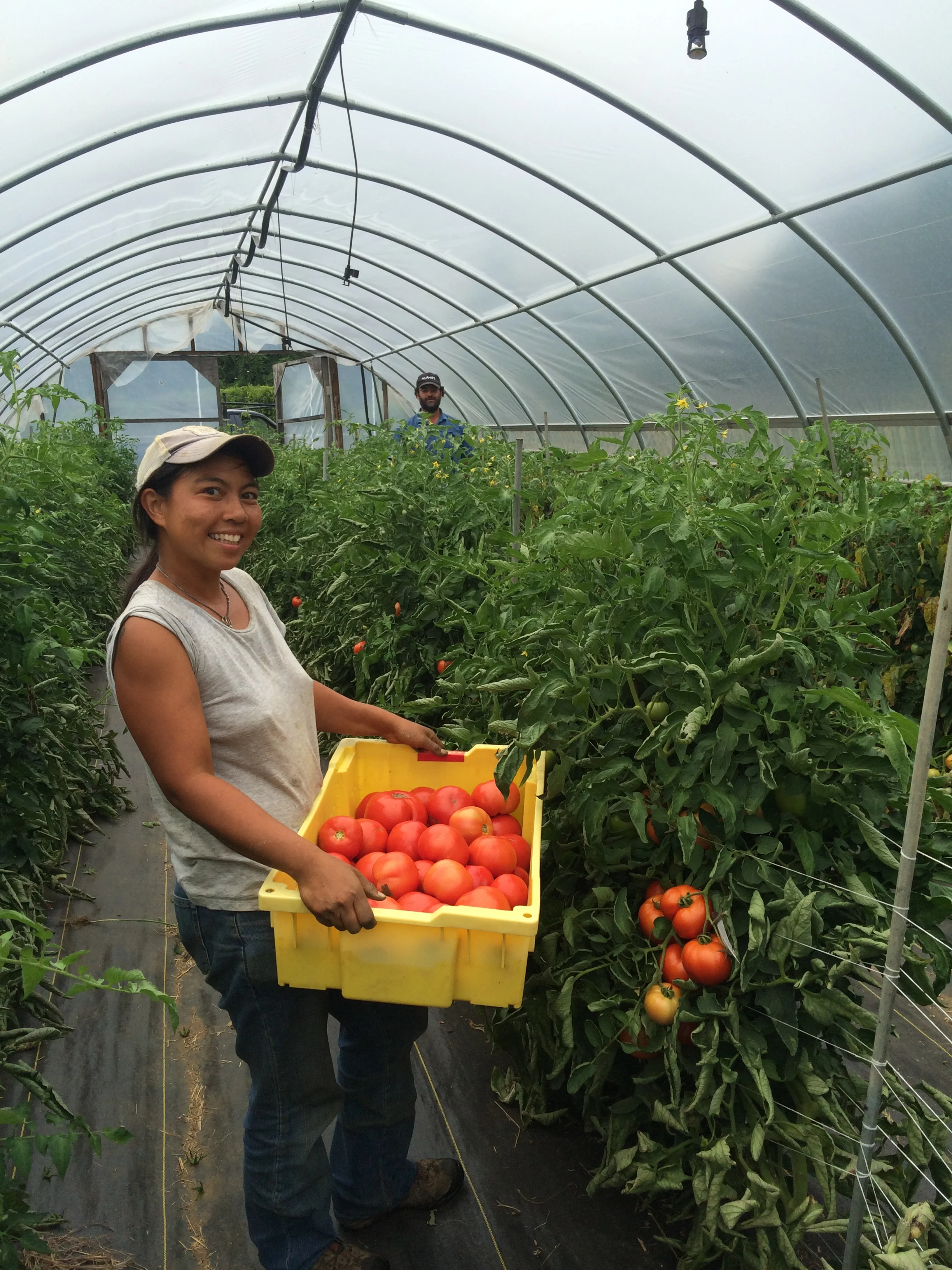 Featured Veggie: Tomatoes!