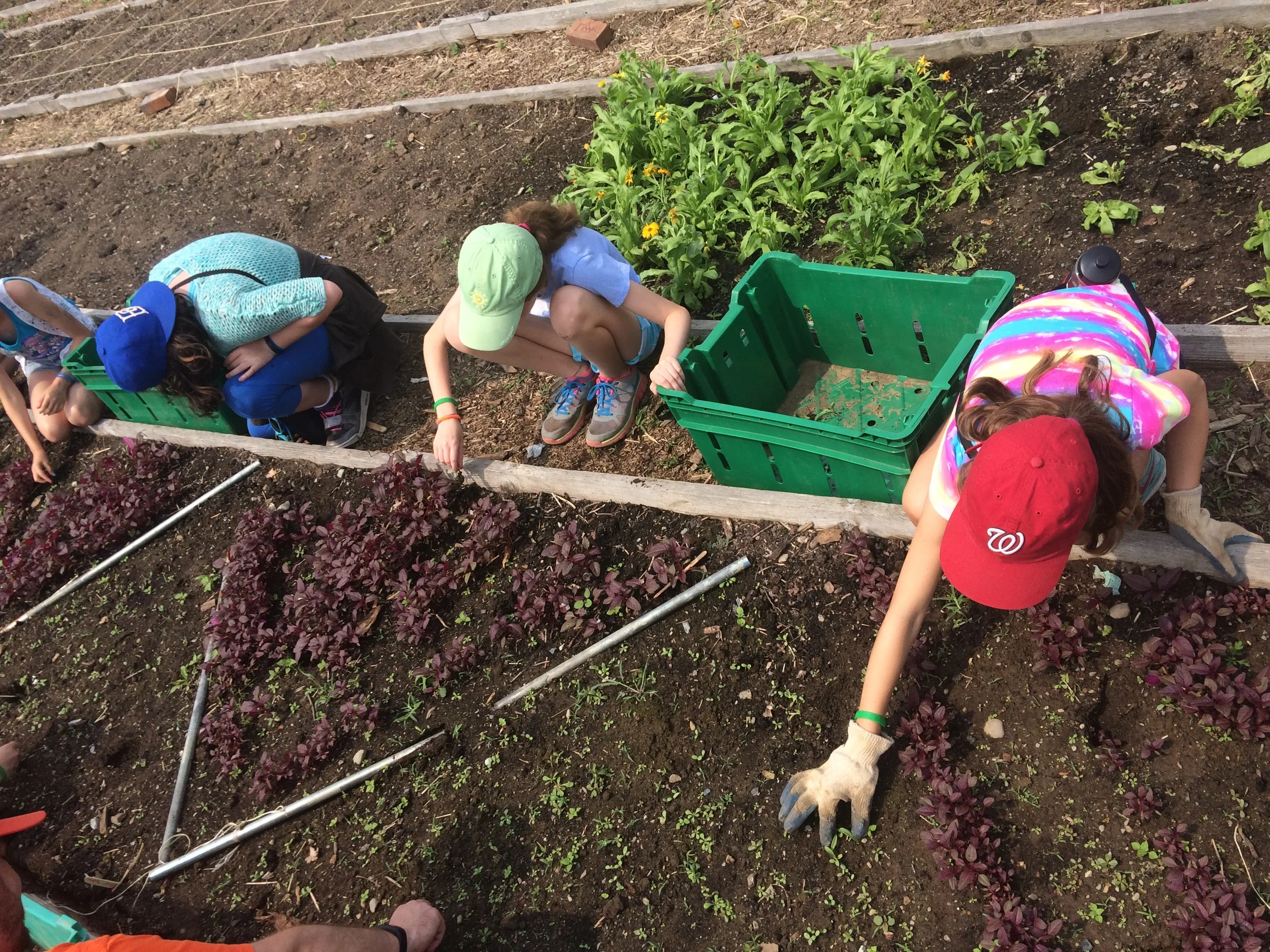 WE GOT $100,000 IN FEDERAL USDA FUNDING FOR FARM TO SCHOOL!