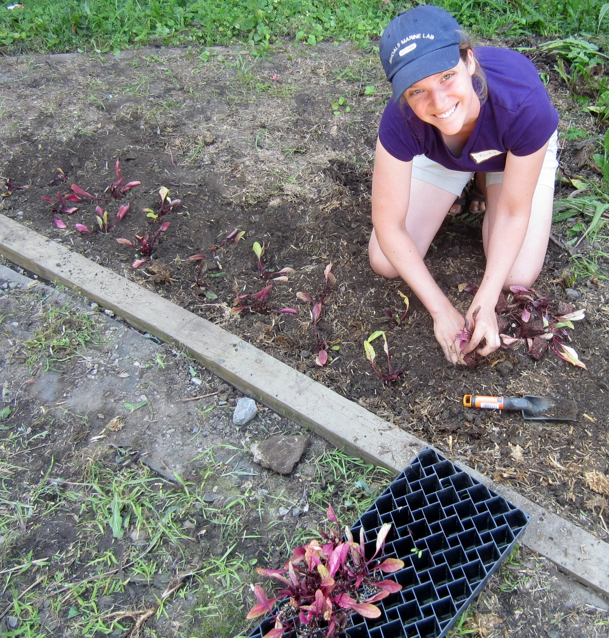 Local teachers clean up and plant beets in Poughkeepsie High School's courtyard garden during our 2014 Summer Institute.
