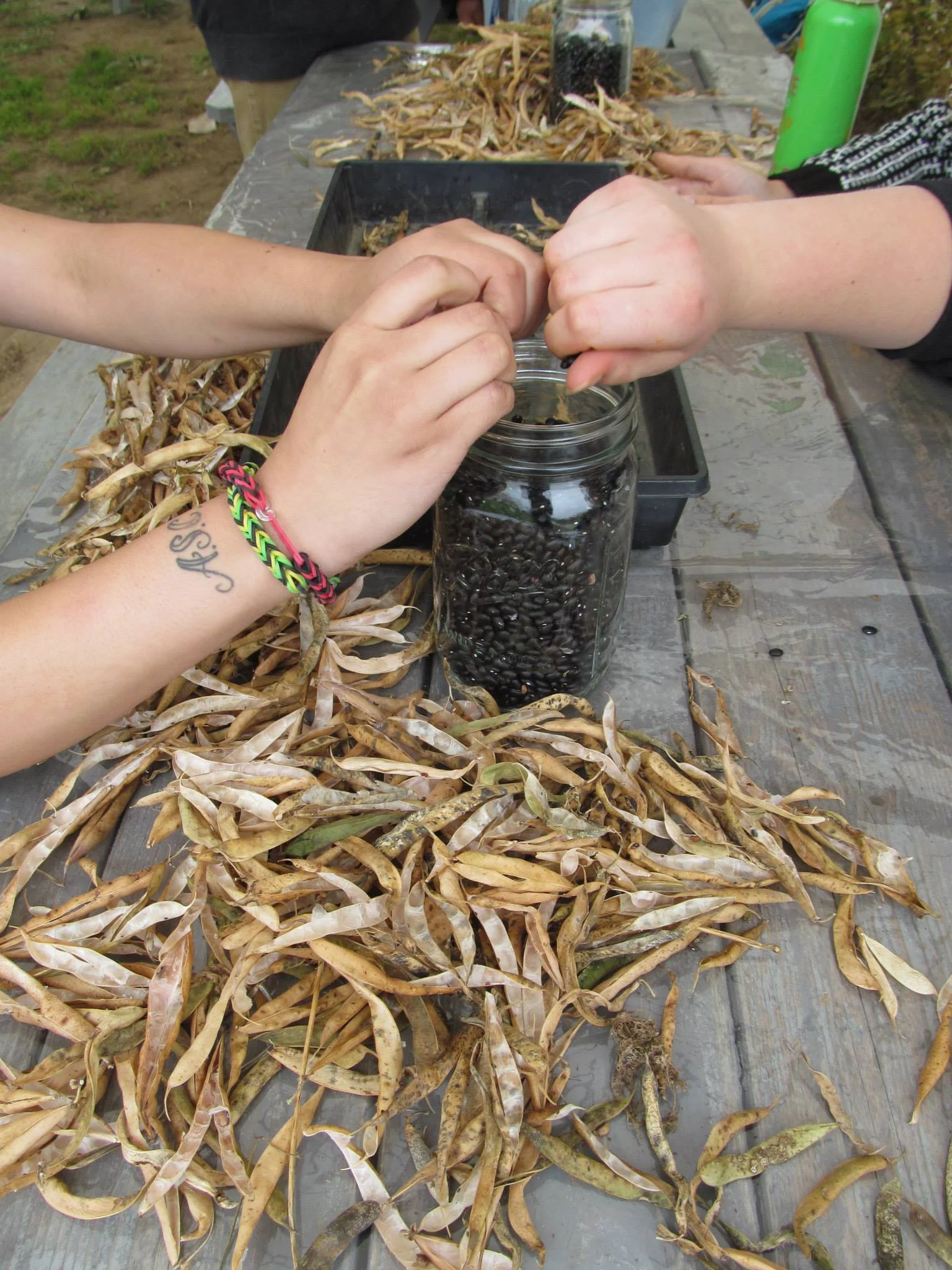 Youth from Green Teen shell Midnight Black Turtle Beans as part of Seeds of the Food System program.