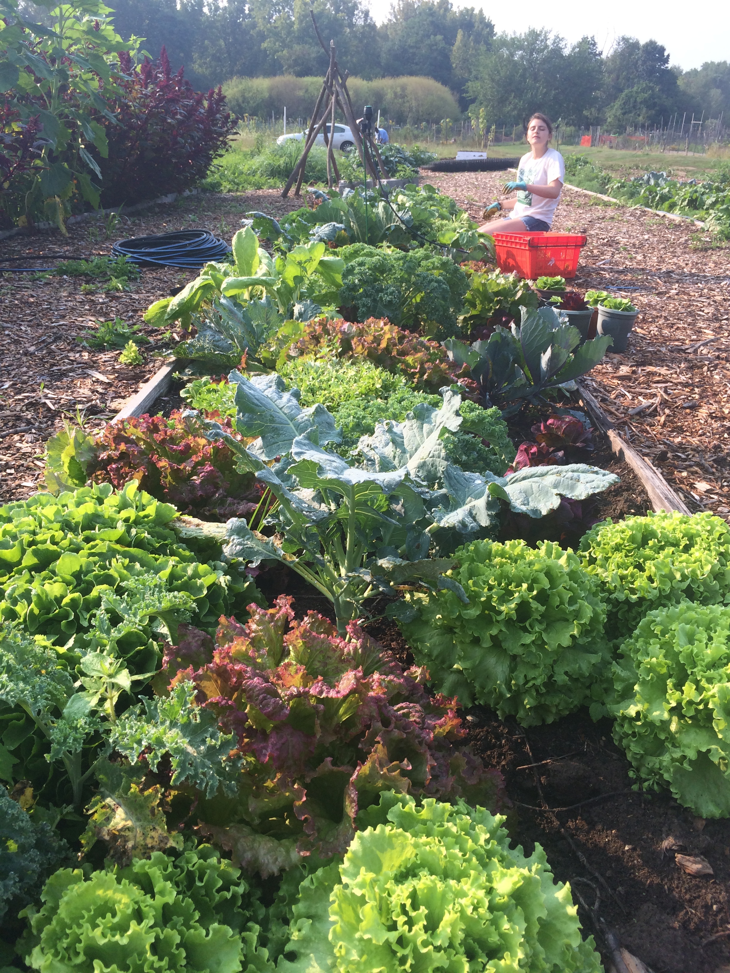 lettuce and kale in one of the education garden beds