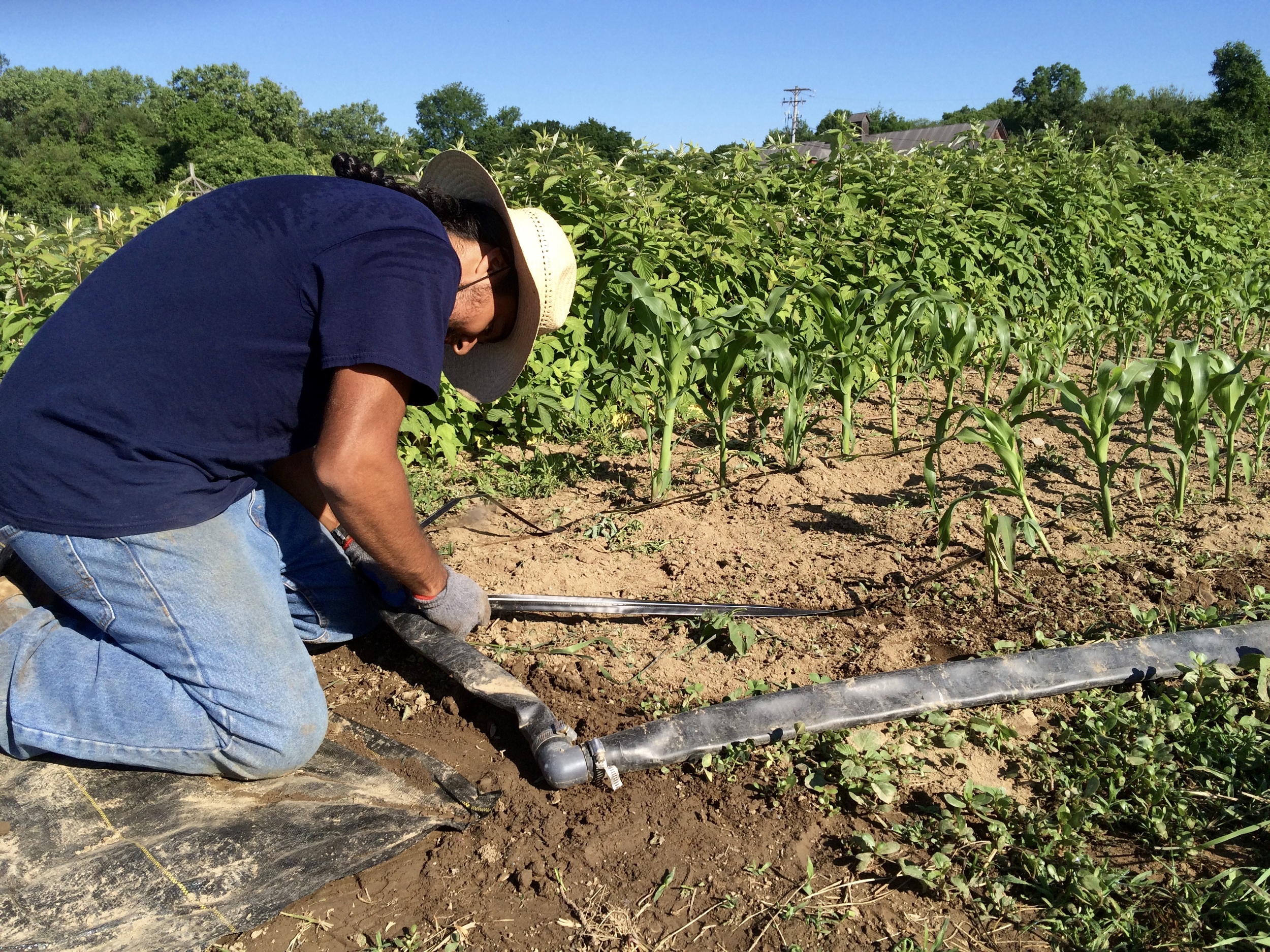 German is connecting a drip line to the header, which supplies water.