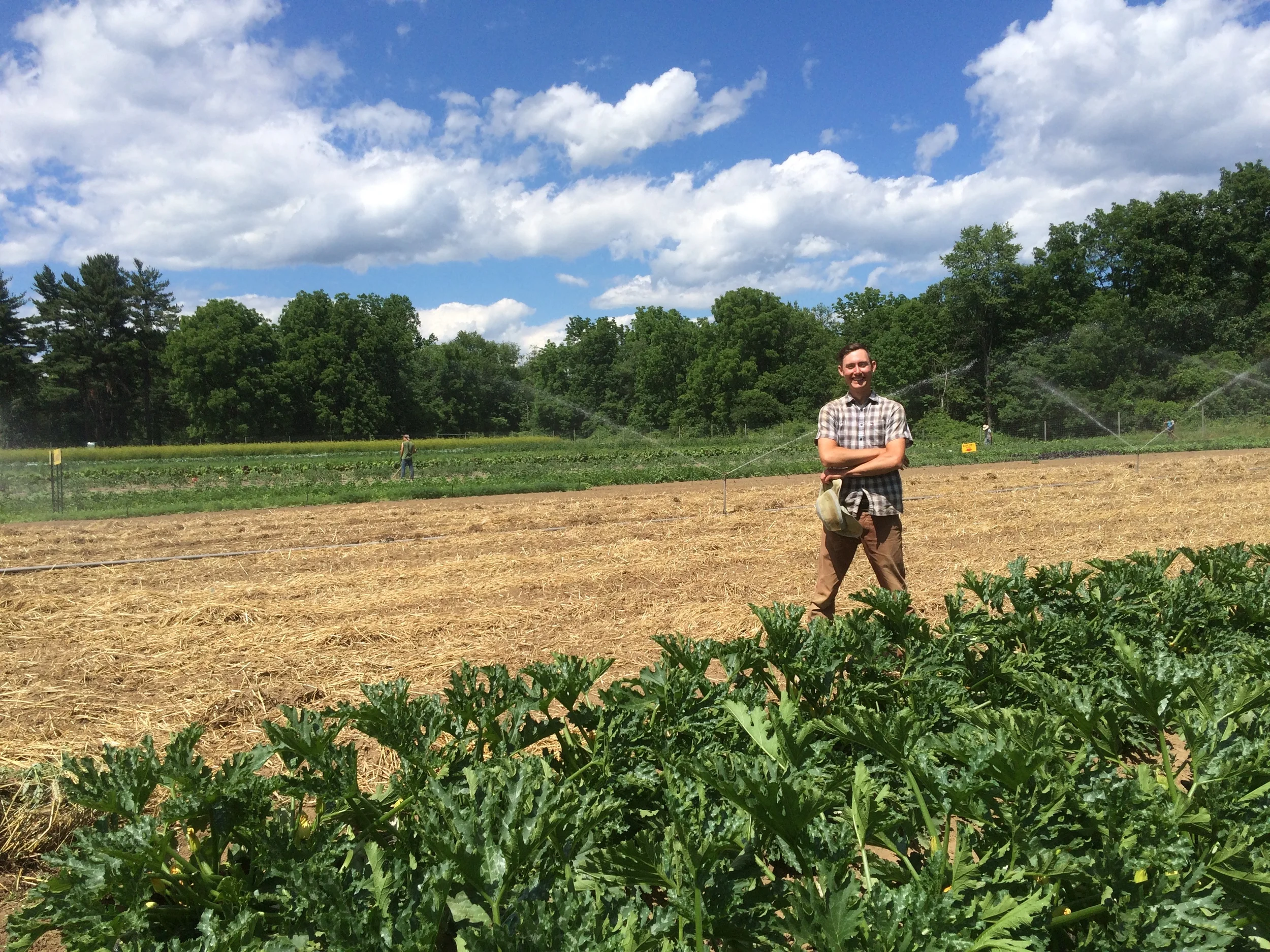 Patrick is irrigating tilled cover crop to allow it to break down.