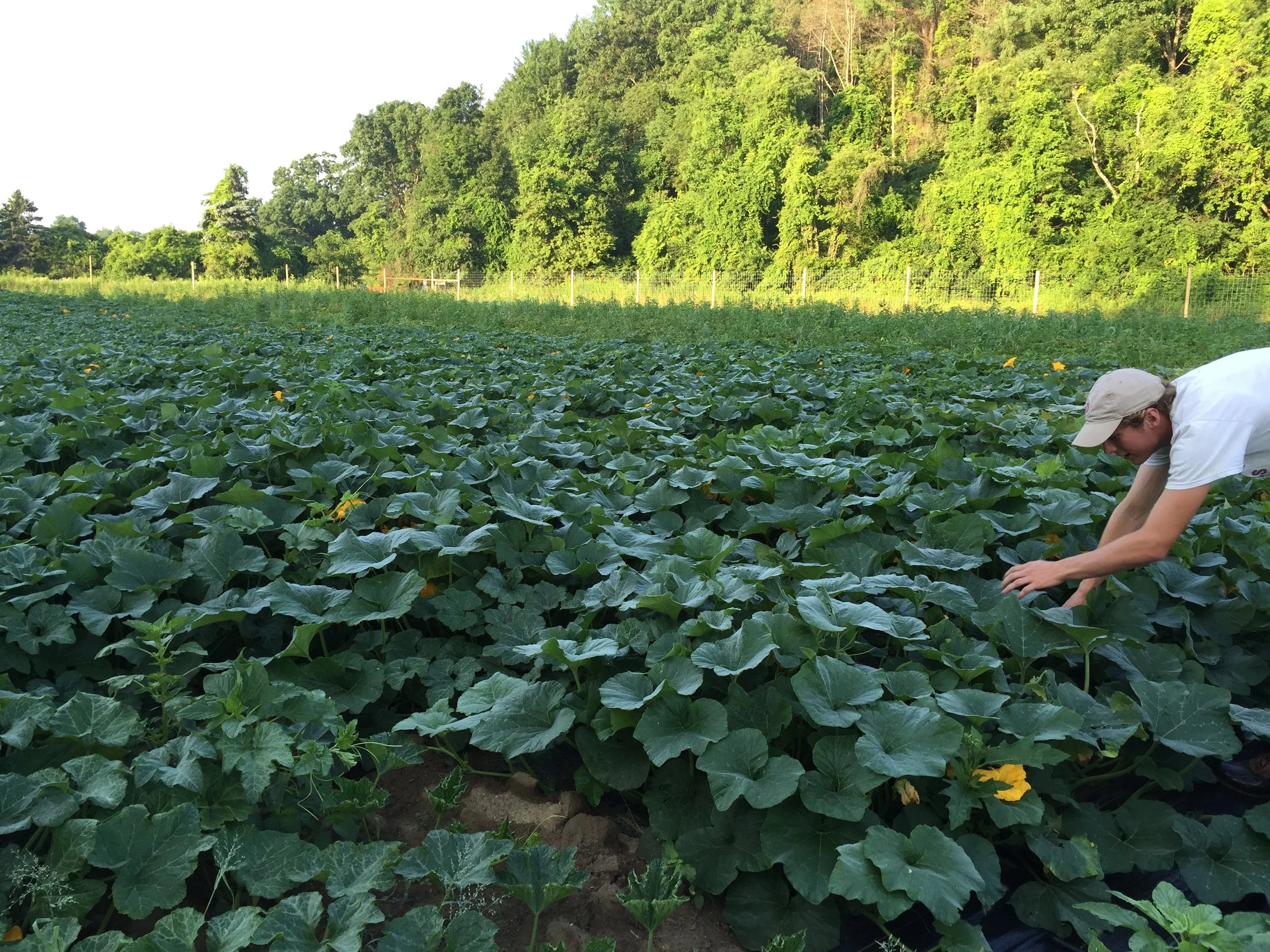 Anthony inspects a cucurbit planting.