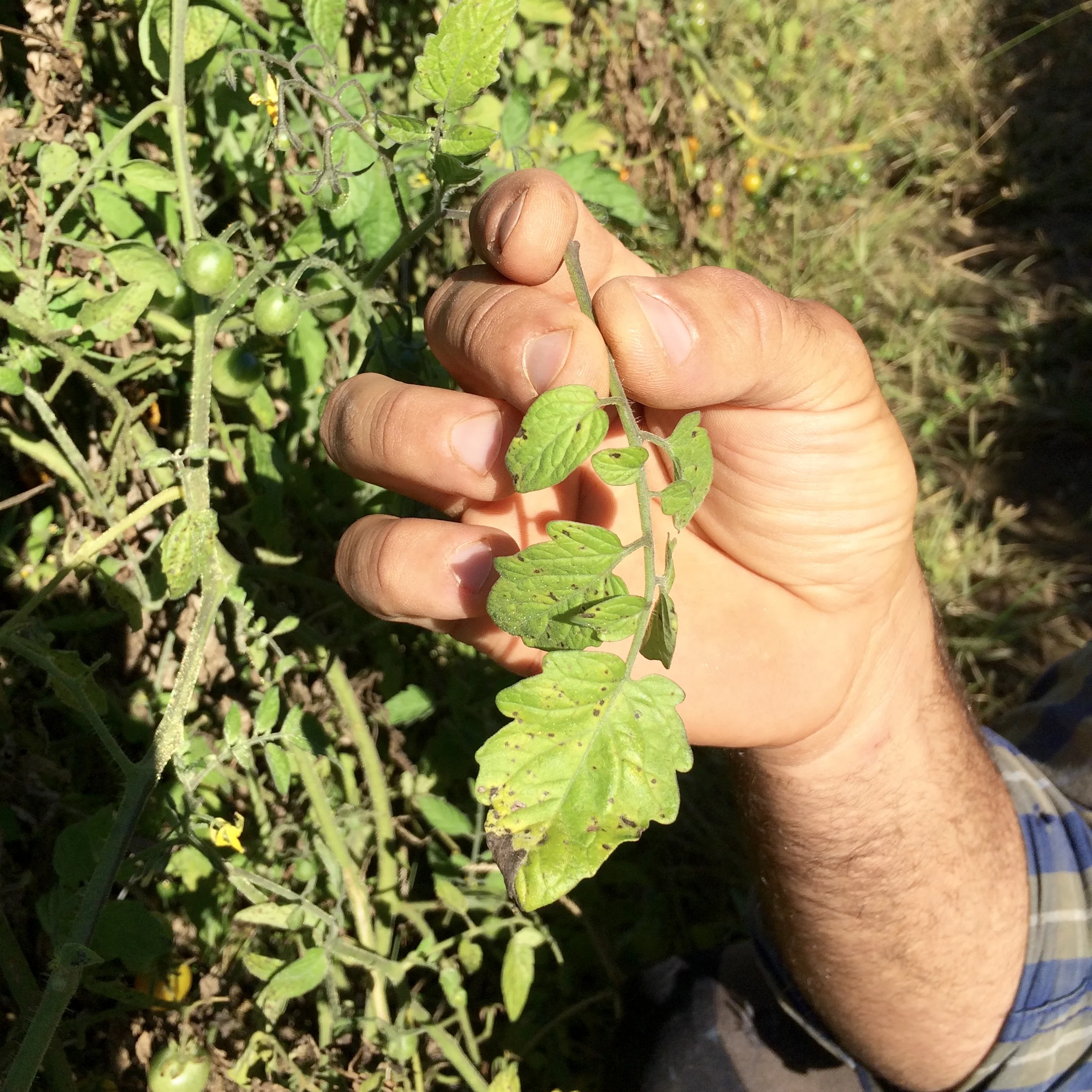 Leon show the team what septoria looks like on a tomato leaf.