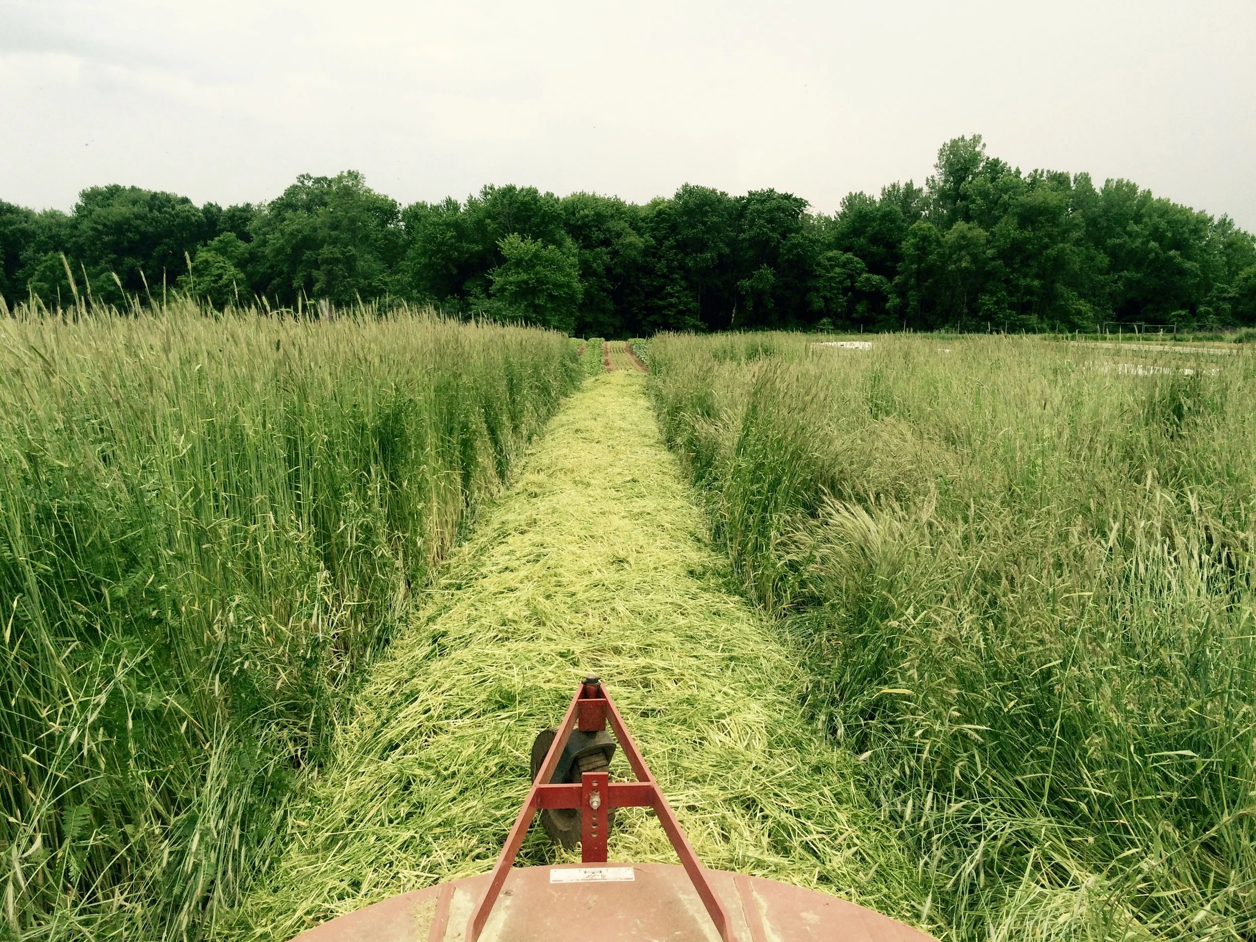 Mowing a tall stand of rye and hairy vetch is labor-intensive, but it supplies the soil with much beneficial carbon and nitrogen.