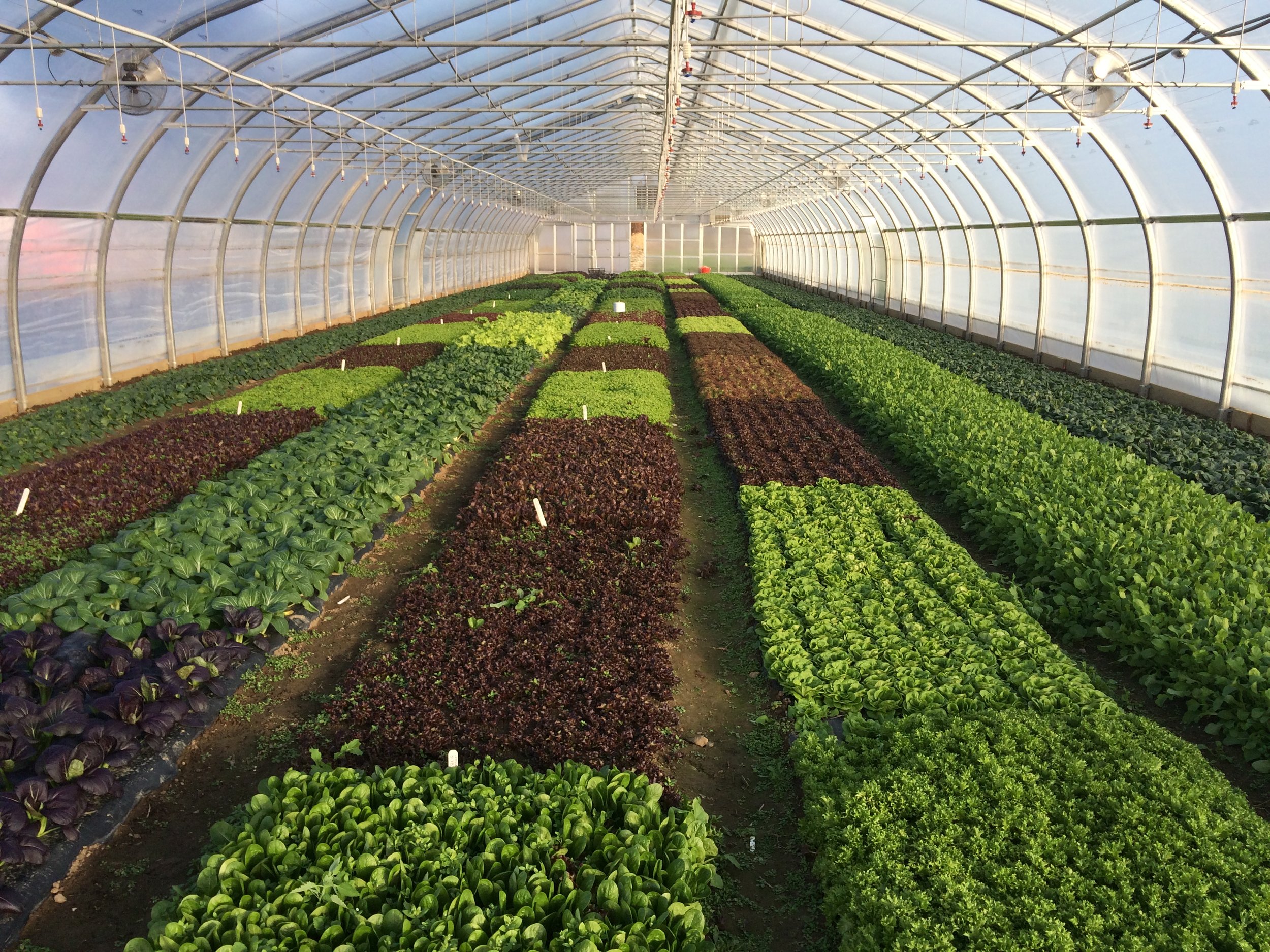 Growers’ Row: An Update from the Farm Crew