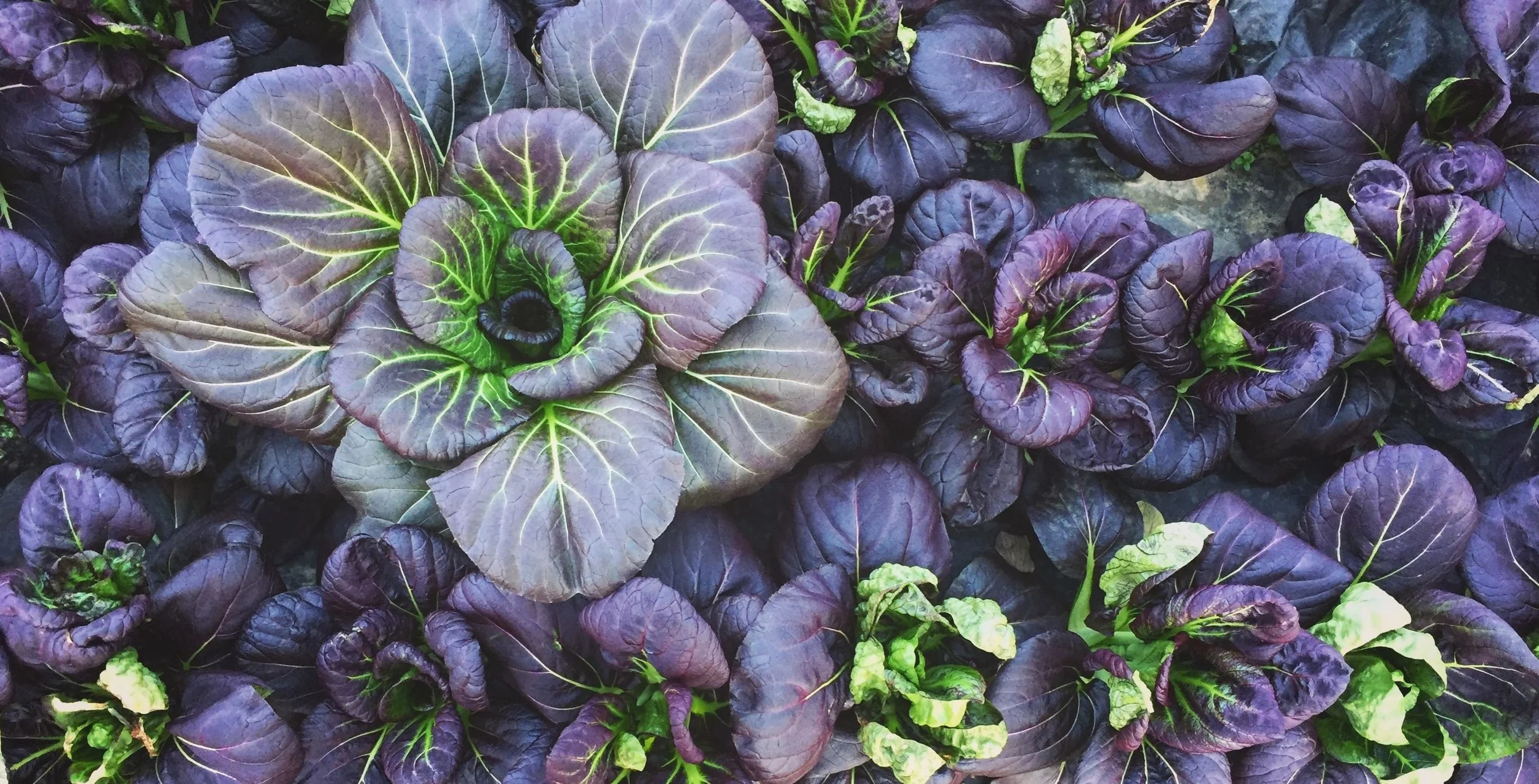 Growers' Row: Mid-Winter Update