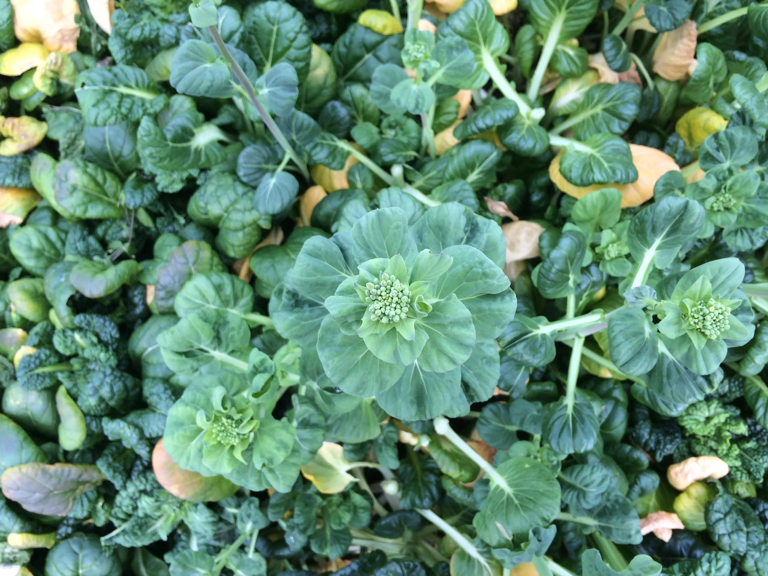 Flowering stalk of tatsoi