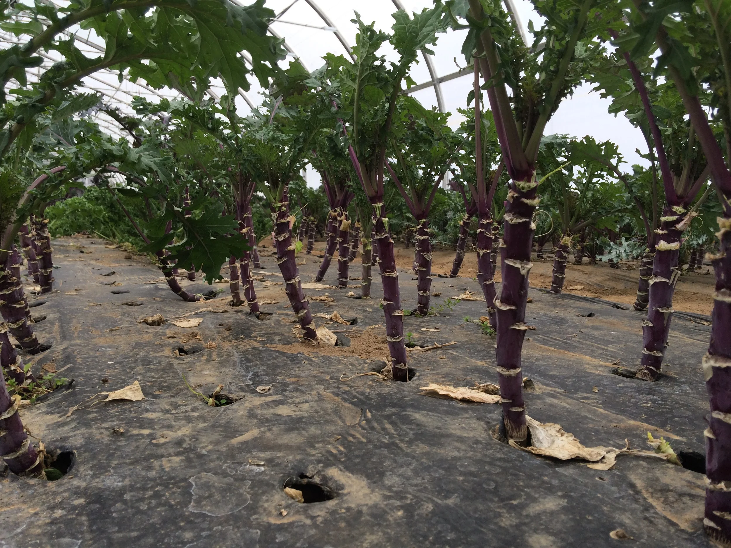 Grower’s Row: Successions, Seasonality, and Winter Produce Patterns