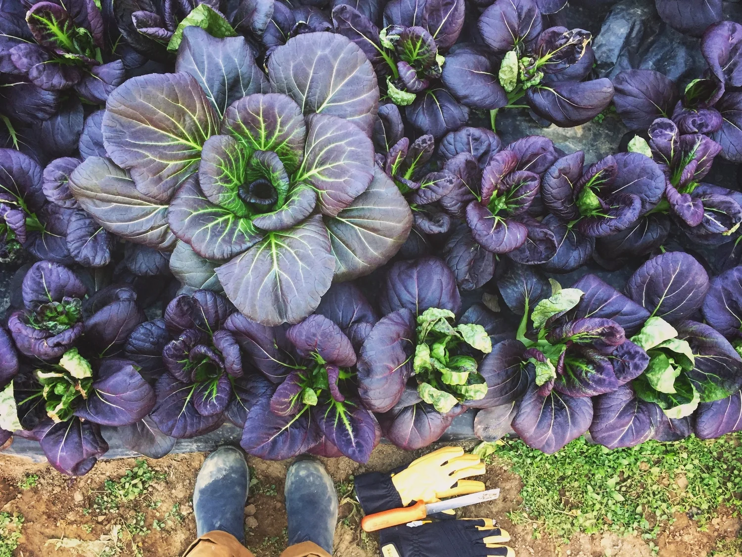 The Power of Purple  Poughkeepsie Farm Project