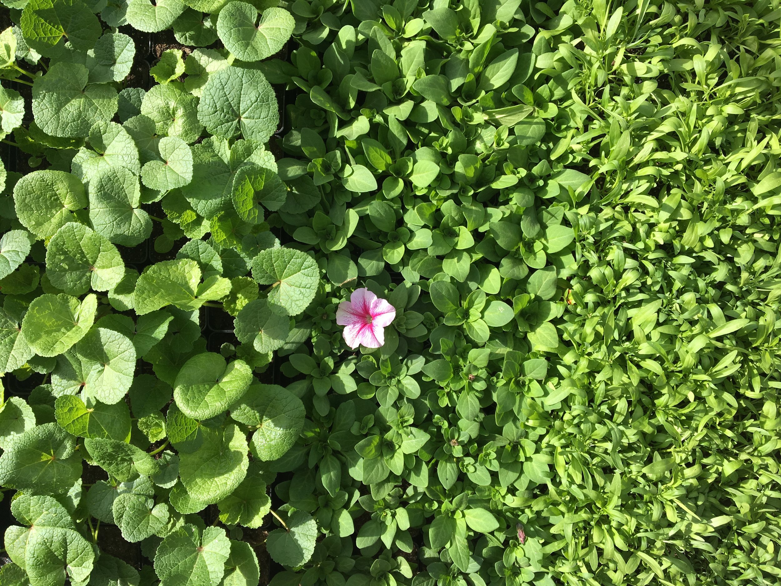 Grower's Row: Spring Update