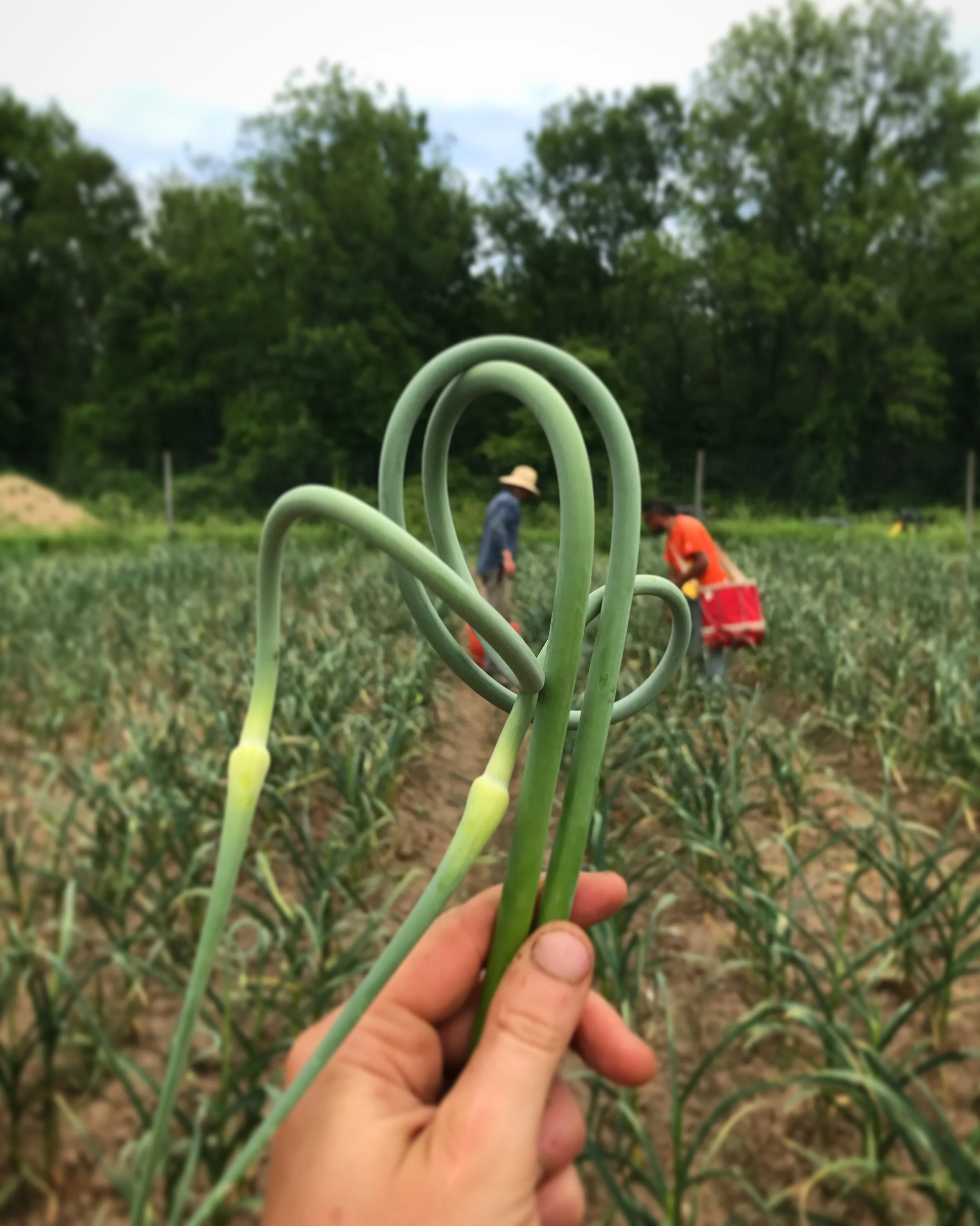 Grower's Row: Contemplating Summer and Shares