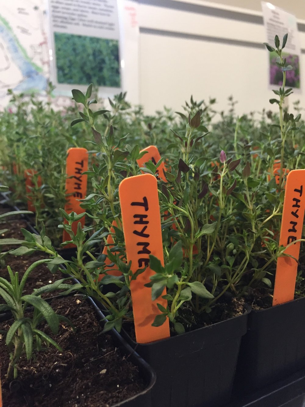 Meditation Garden — Poughkeepsie Farm Project