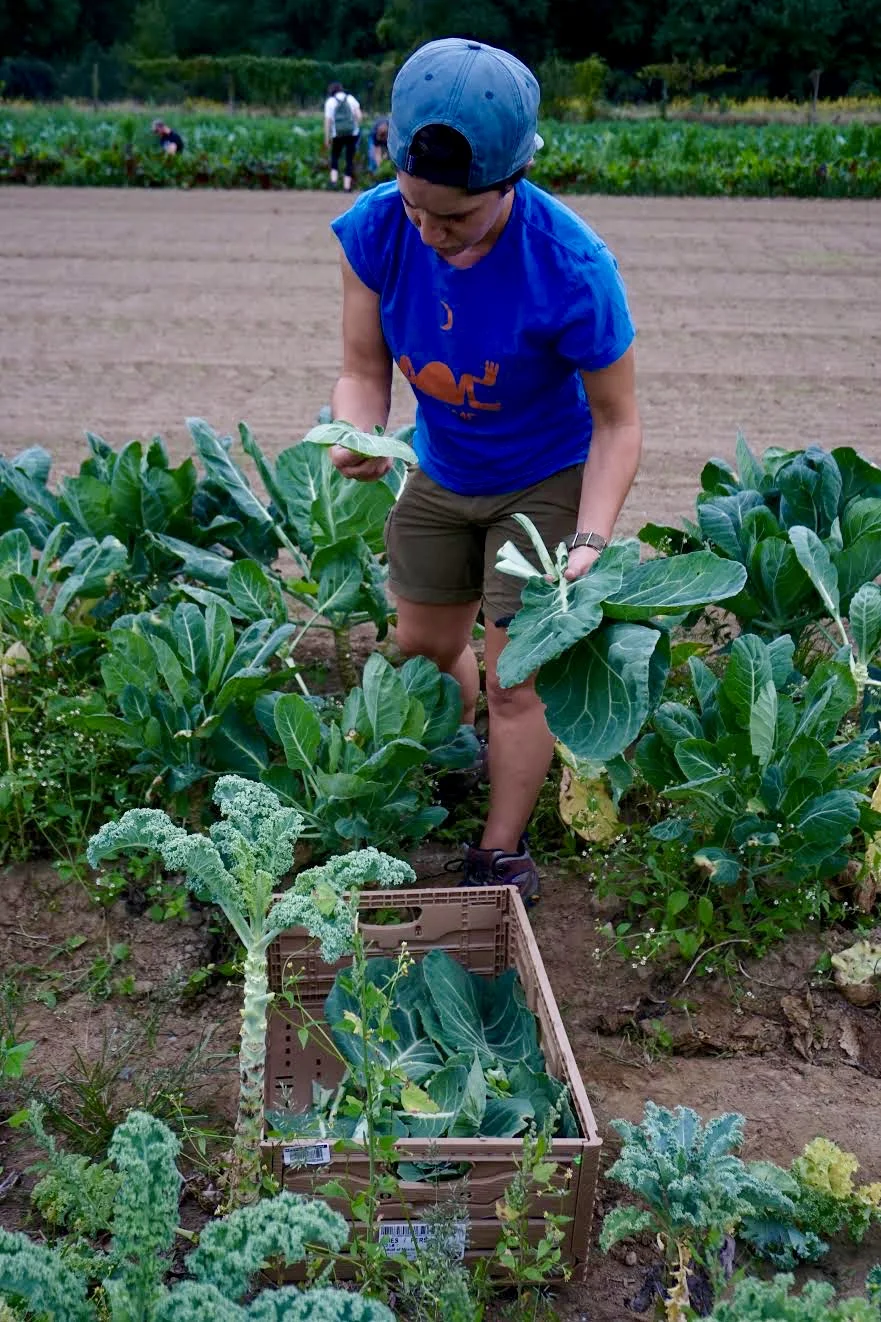 Photo credit: Eilif Ronning, PFP Media Intern Sarah Salem from Dutchess Outreach inspects gleaned collard greens to ensure high quality food is being donated.