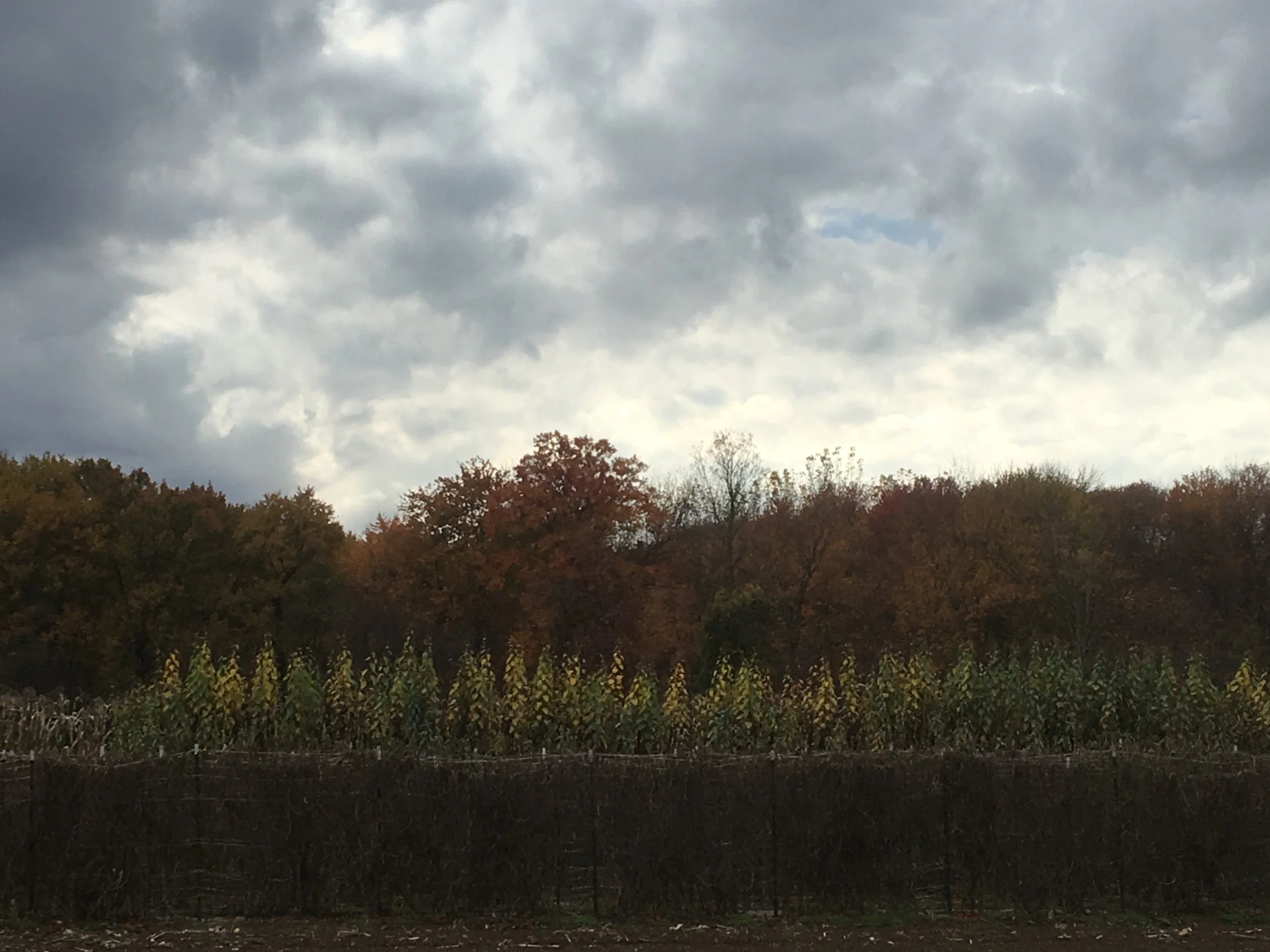 Grower's Row: Farewell, and Looking Forward