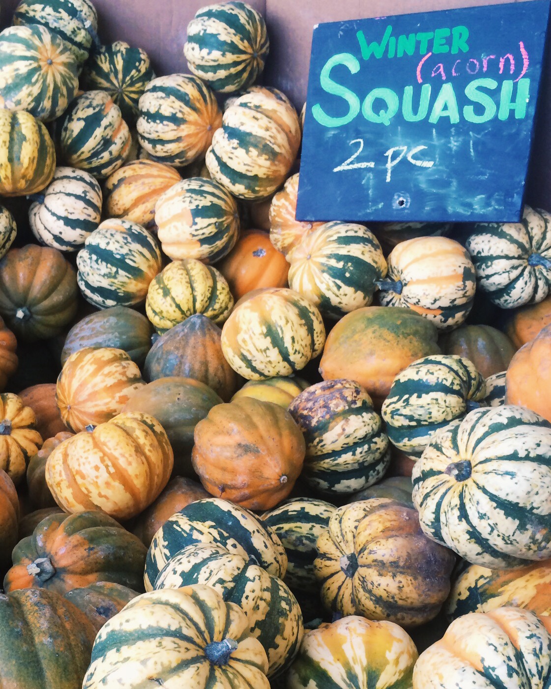 Harvest Winter Squash.JPG