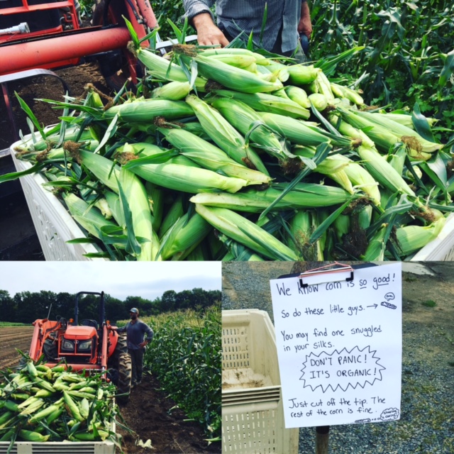 farm post sweet corn.JPG