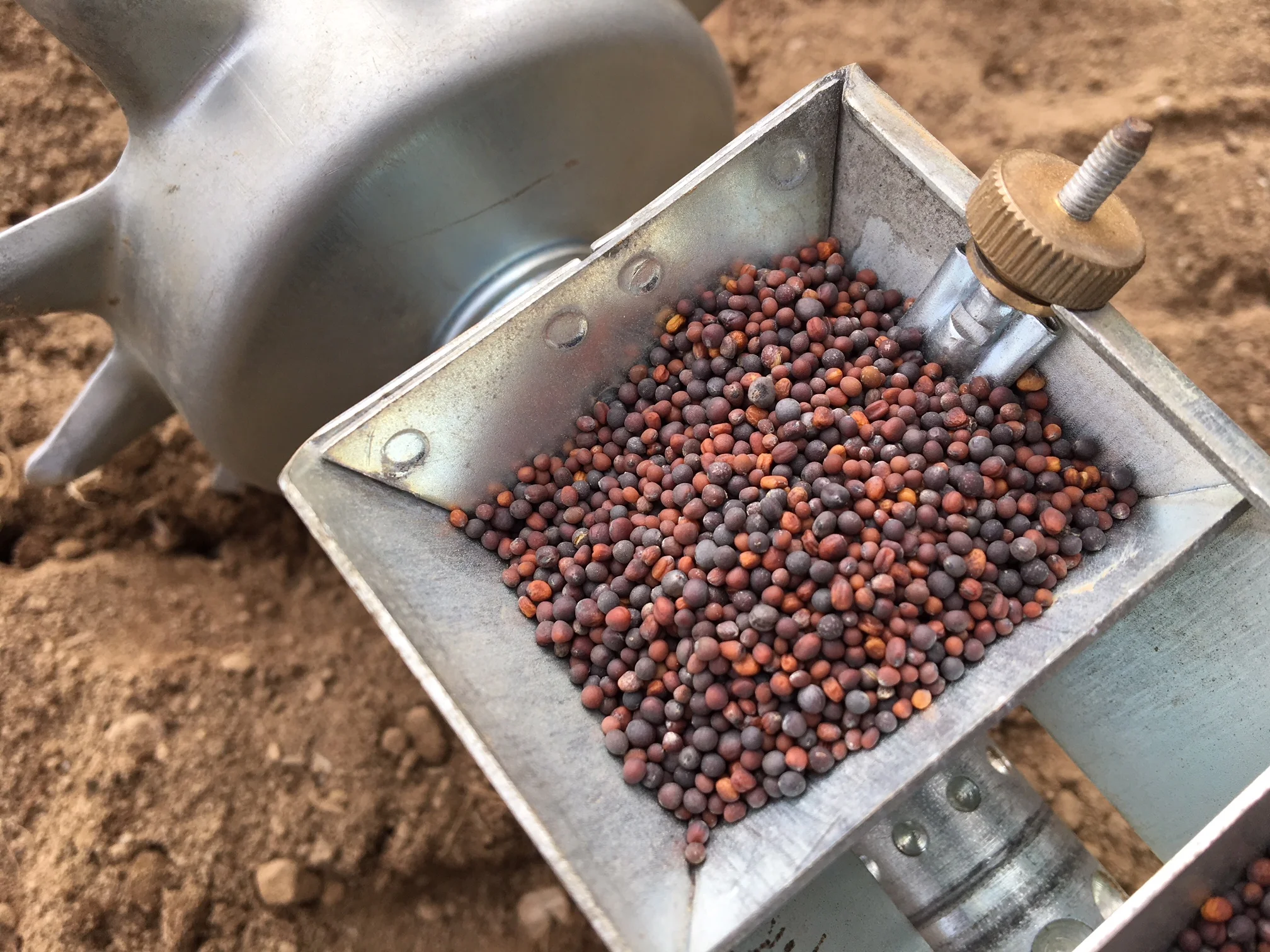 Precision seeder with Brassica greens mix