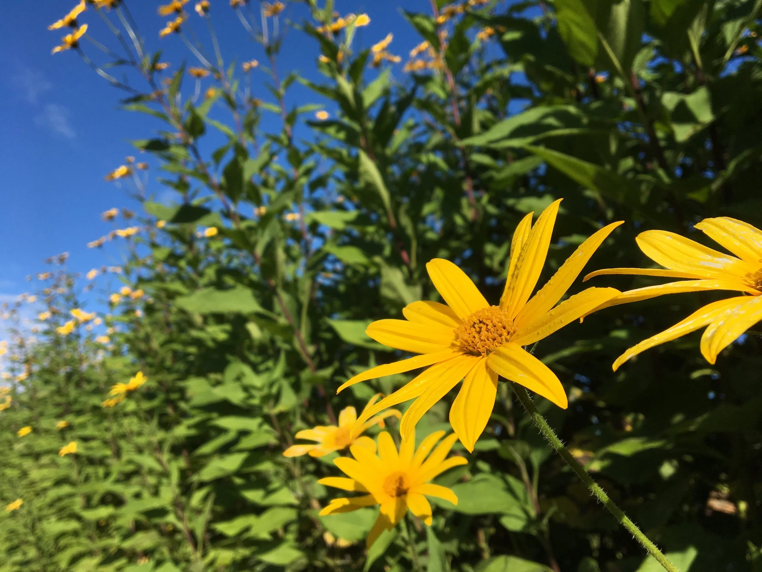 Sunchoke flowers in late September