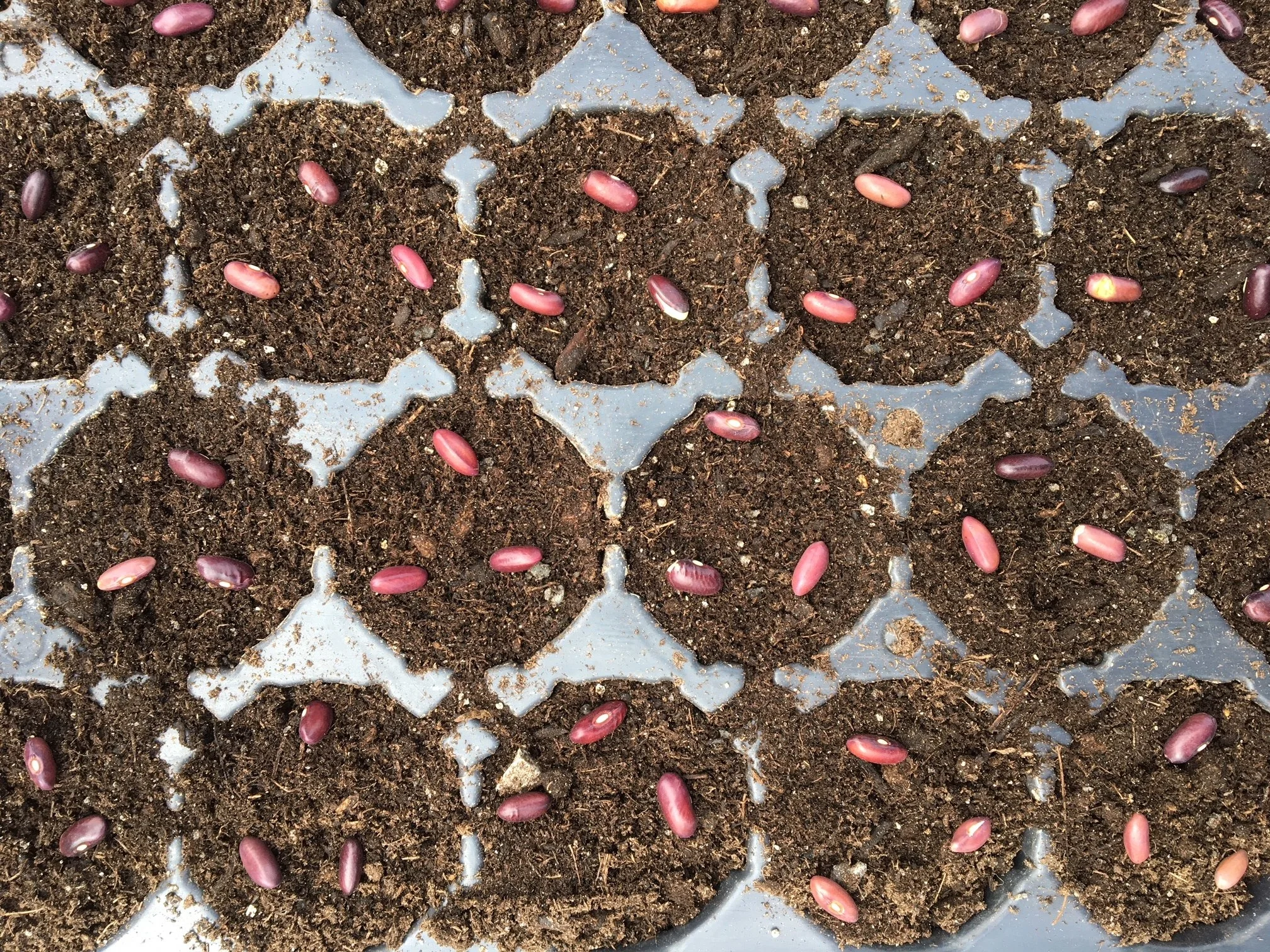 Grower's Row: May Means Plant Sale