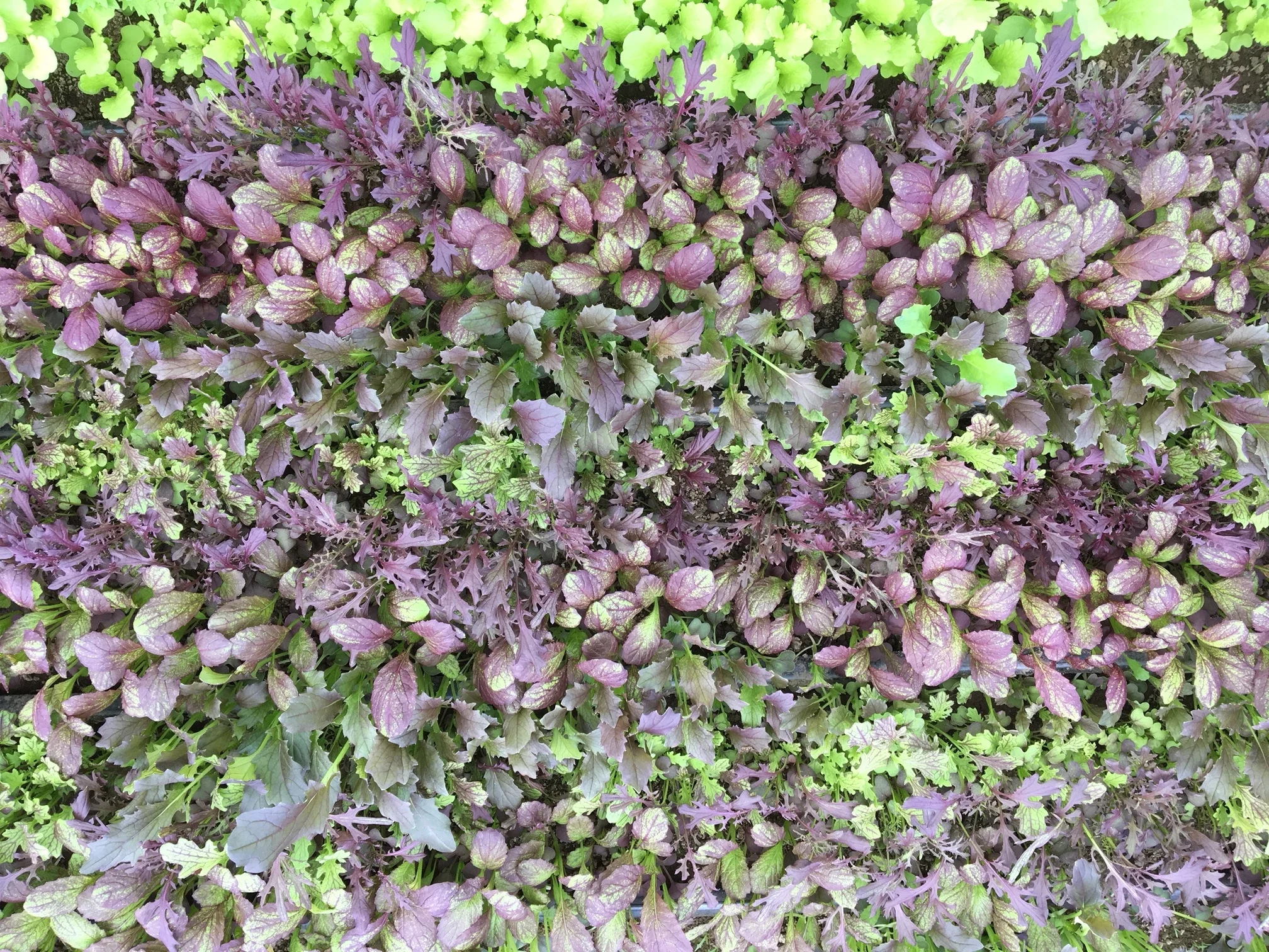 May Share Sneak Peak (+ Recipes!)