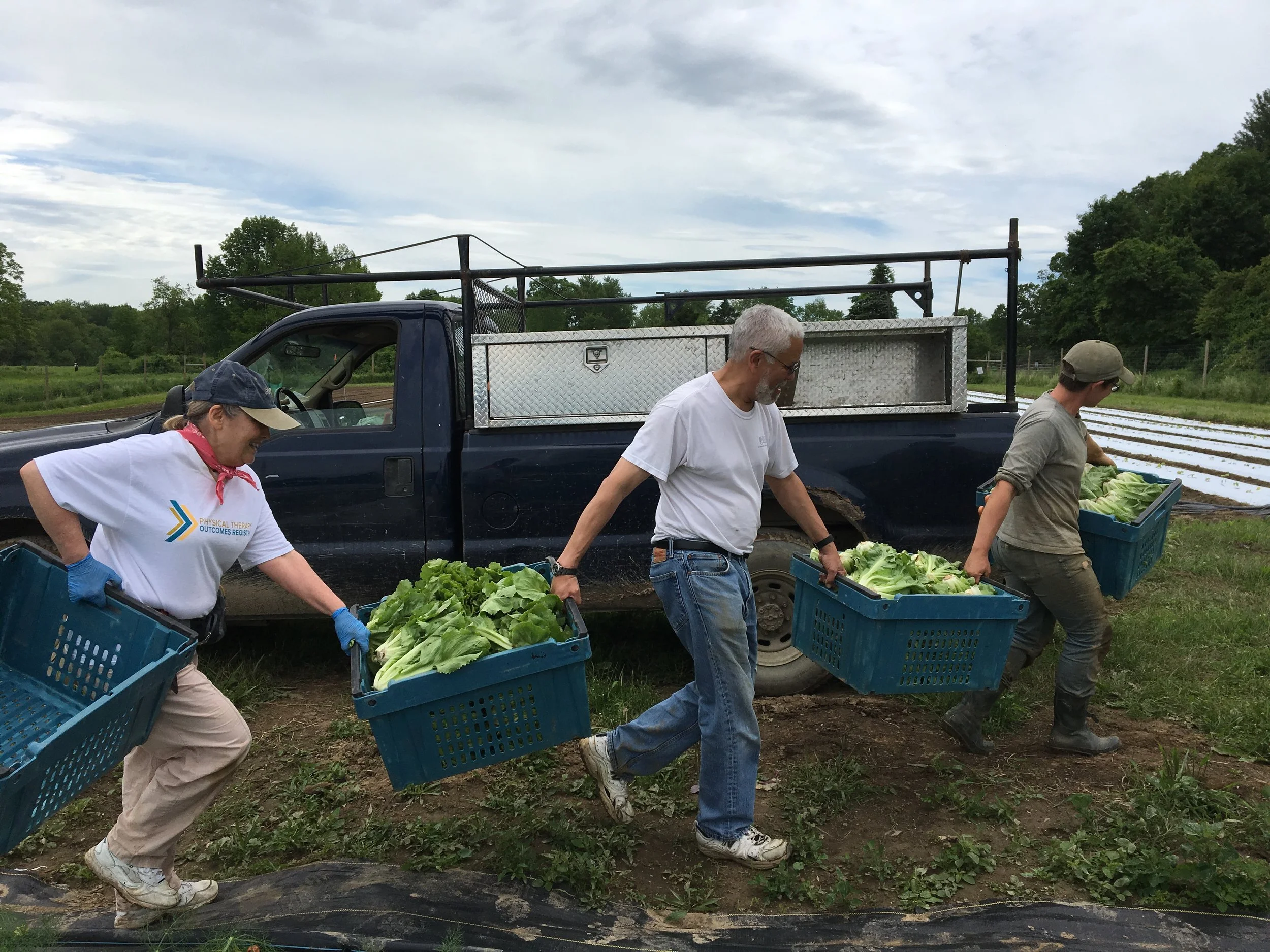 CSA members co-carry heavy bins of lettuce during a morning harvest