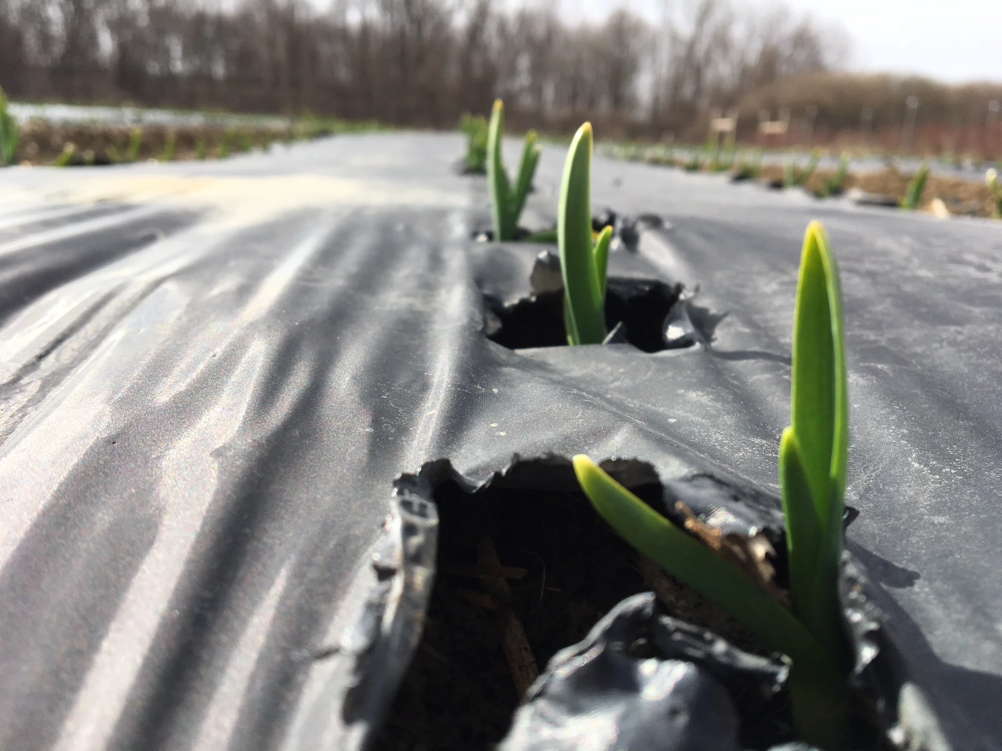 Garlic shoots in March