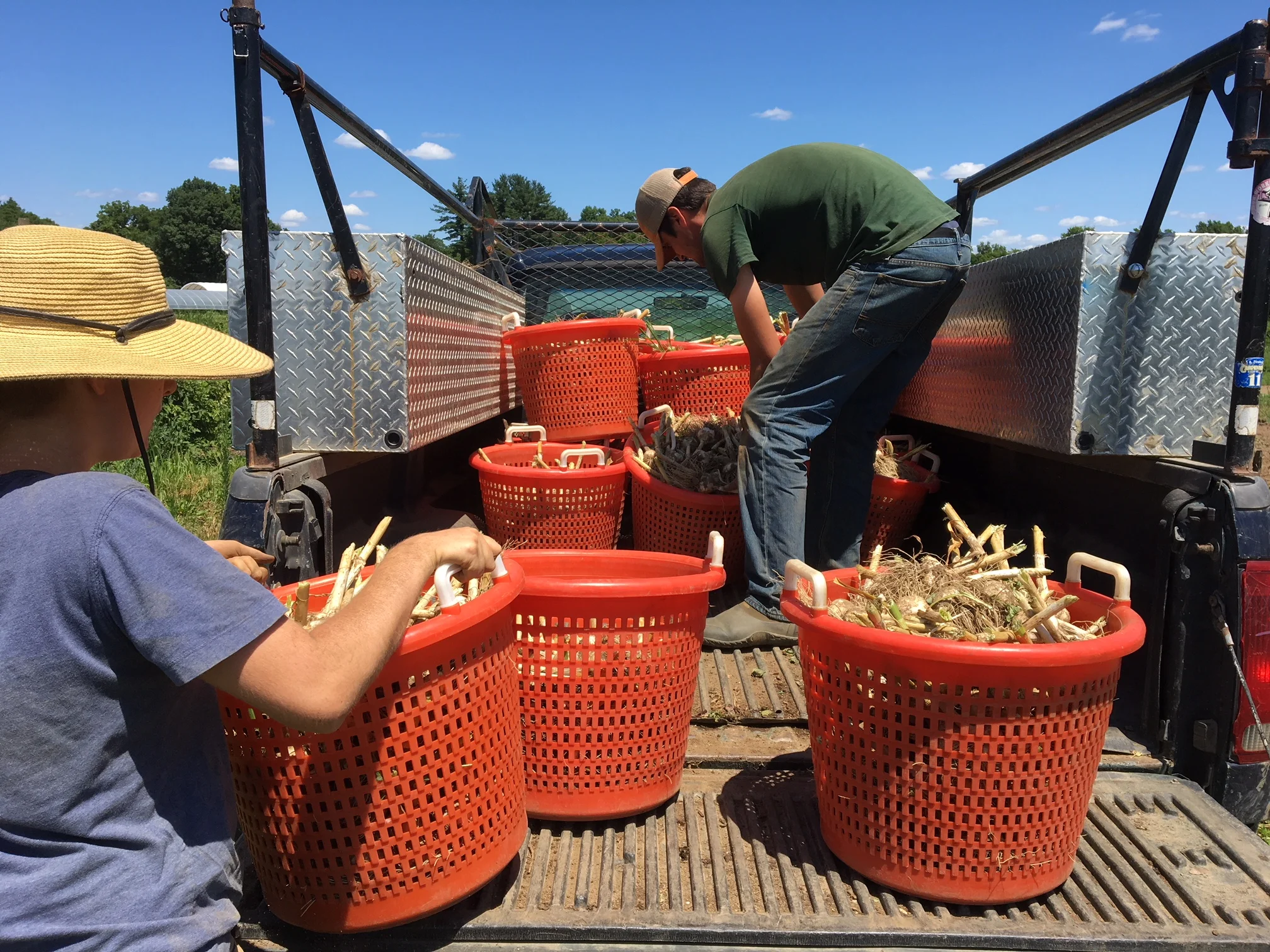 Garlic harvest!