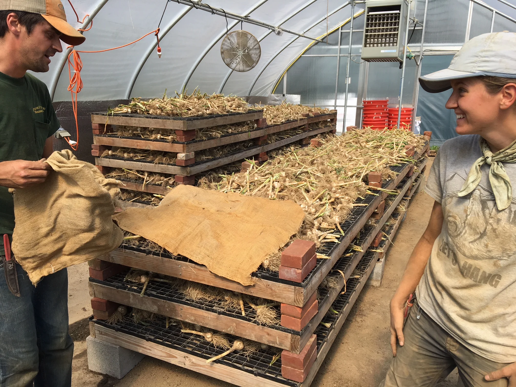 Covering garlic with burlap to prevent sunburn
