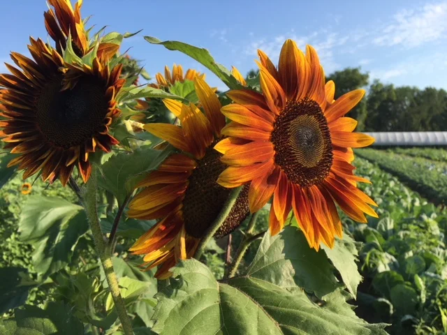 Pick Your Own: Things to Know