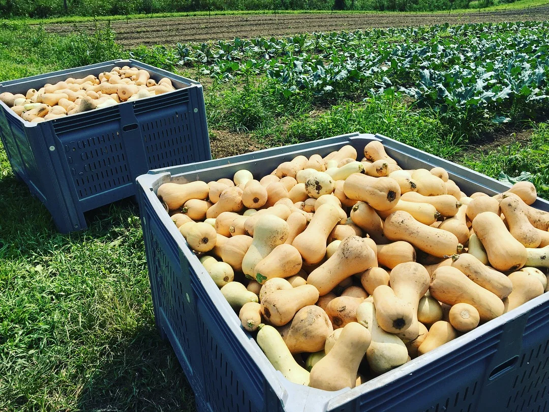 Grower's Row: September