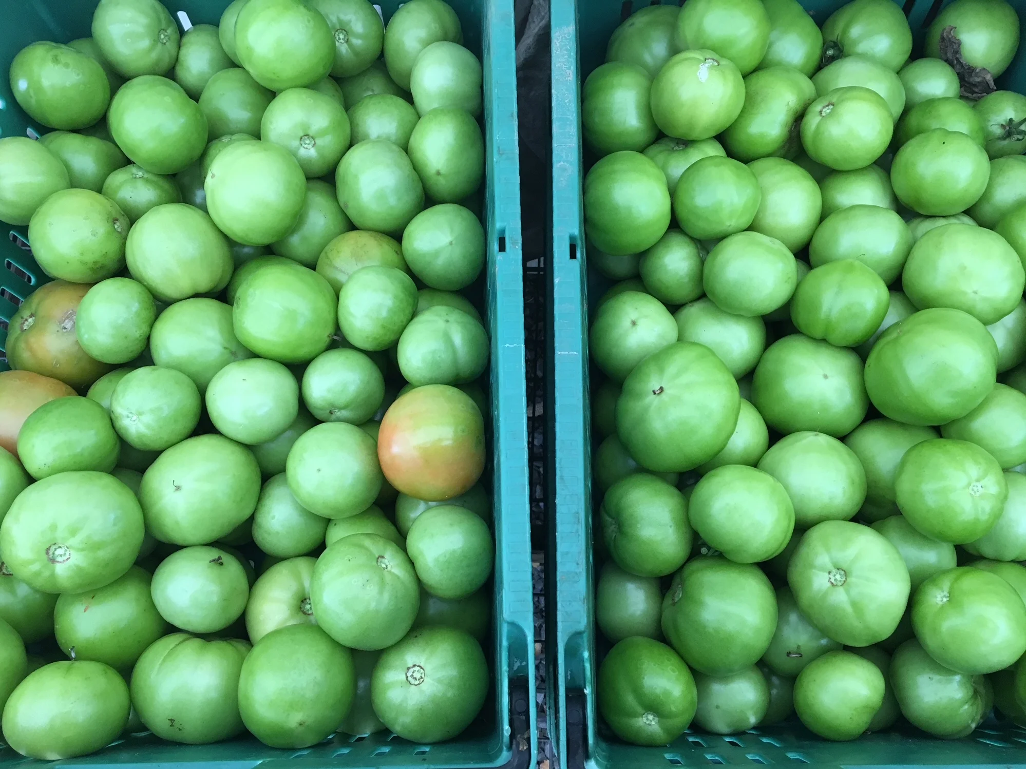 Green tomatoes ready for distribution