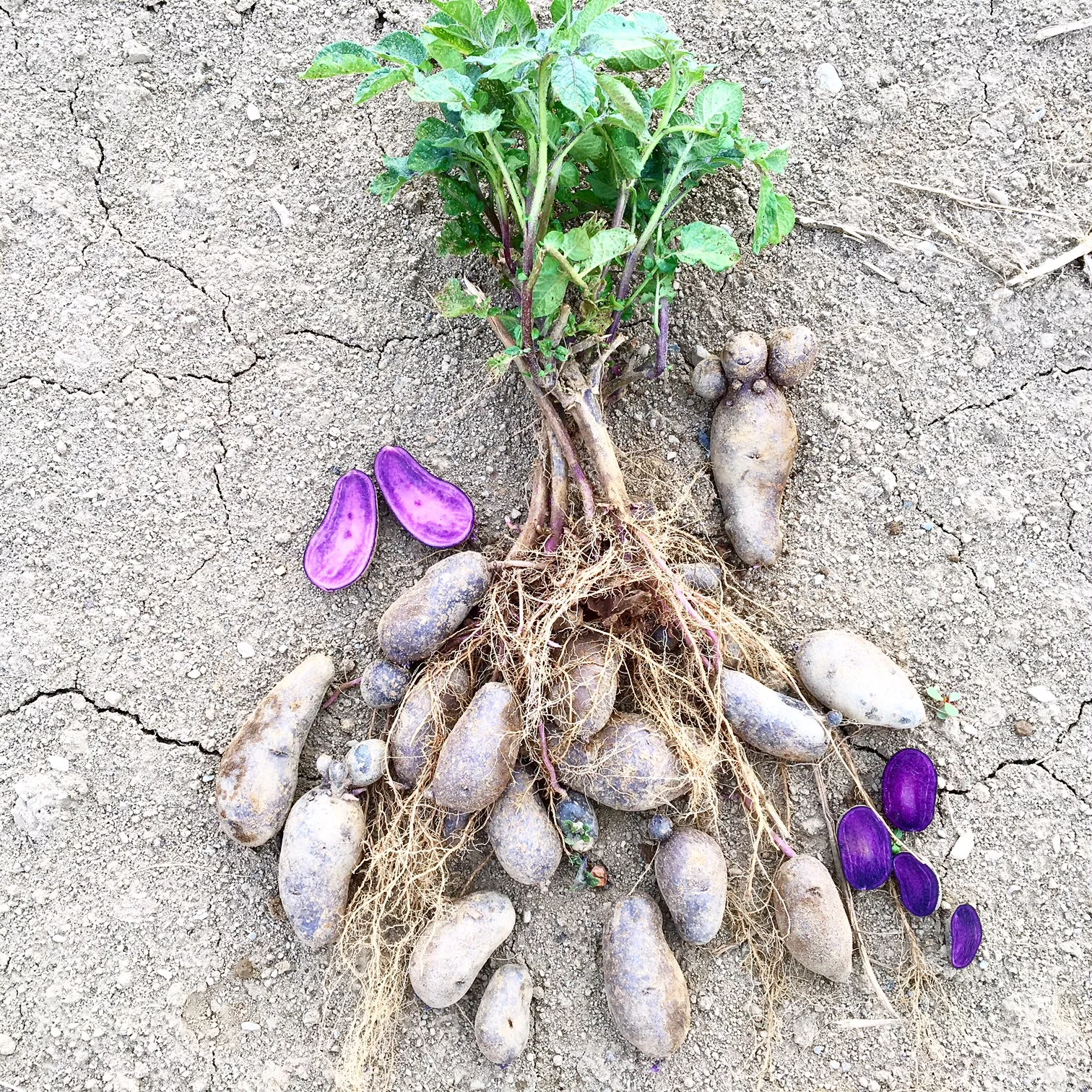 Purple fingerling potatoes straight from the plant!