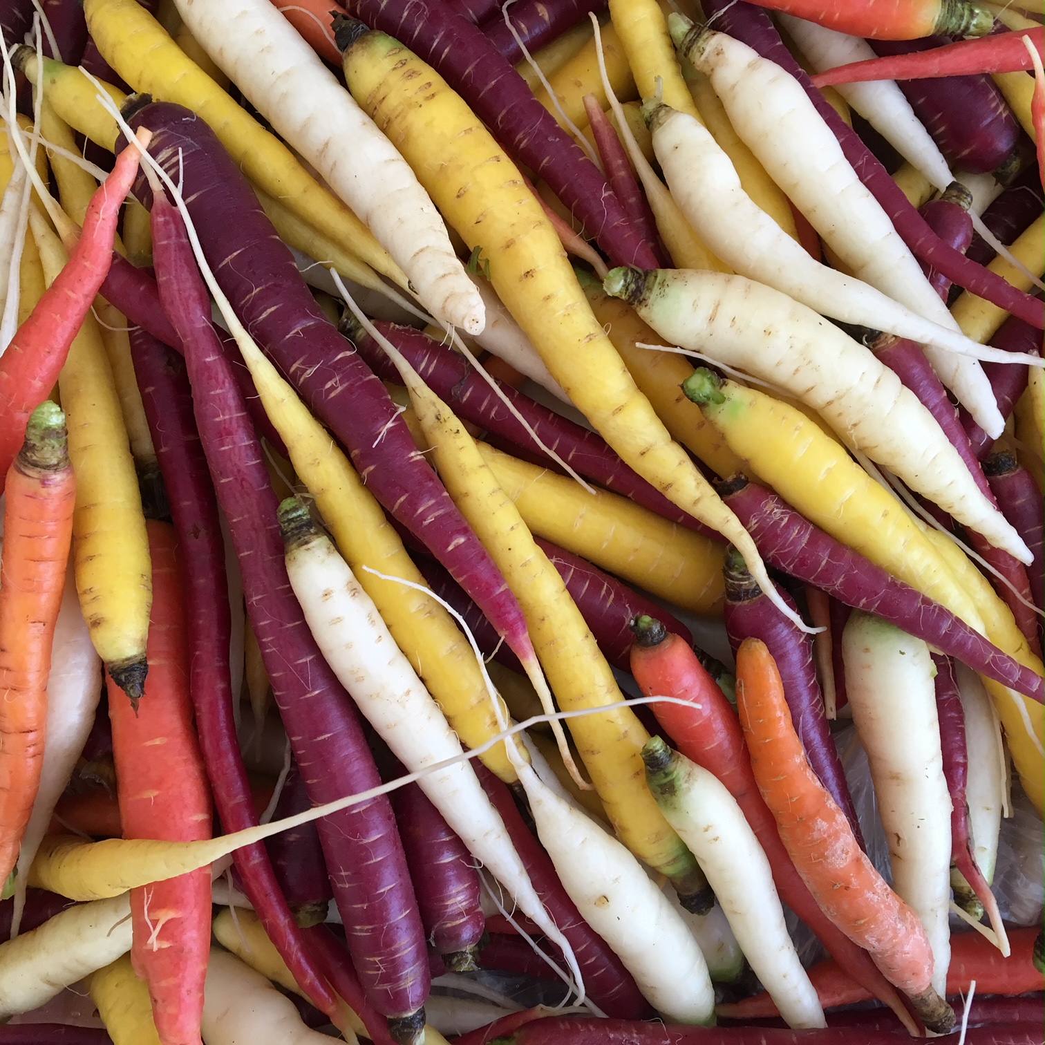 NEW rainbow carrot mix