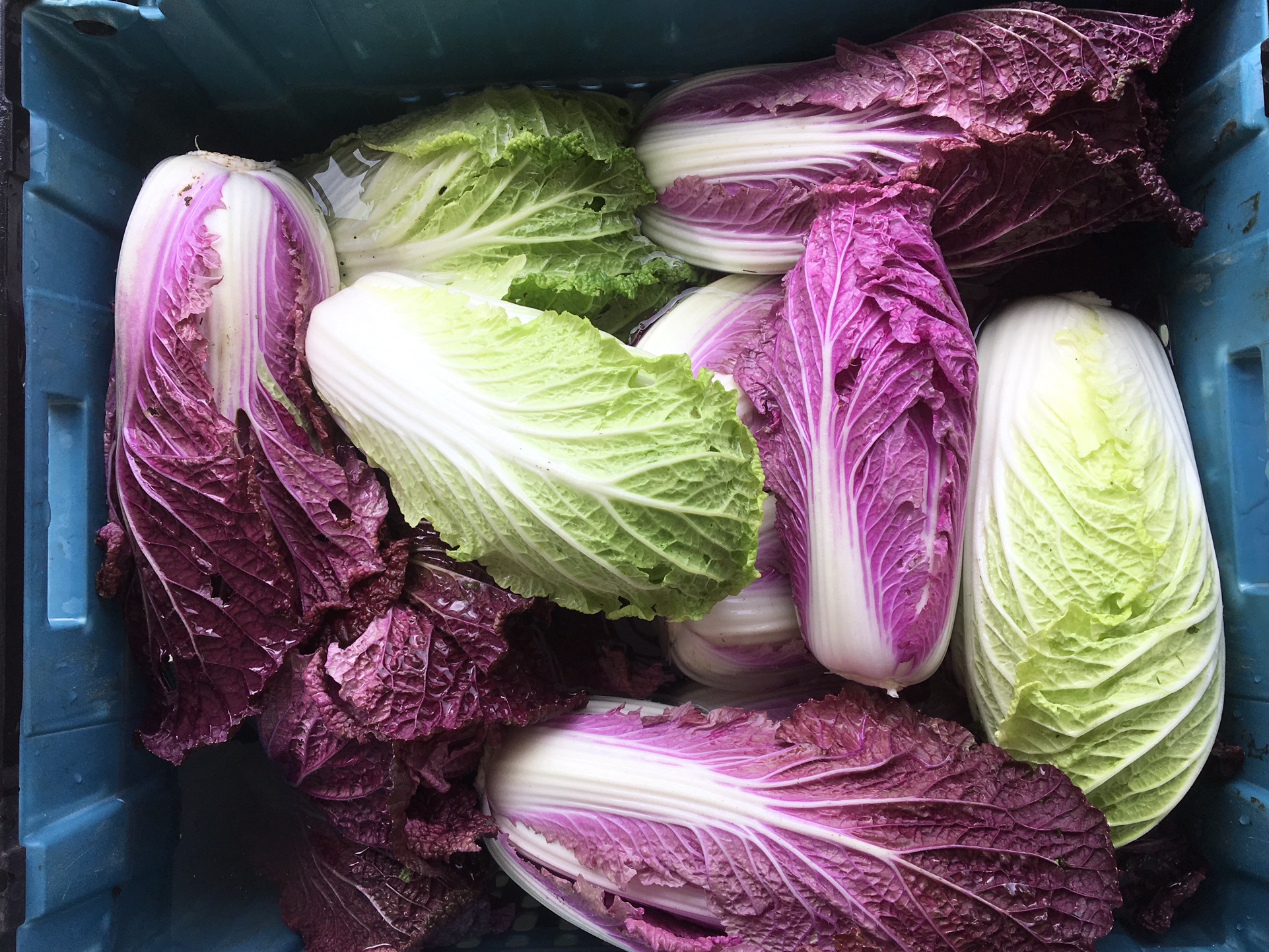 NEW purple Chinese cabbage