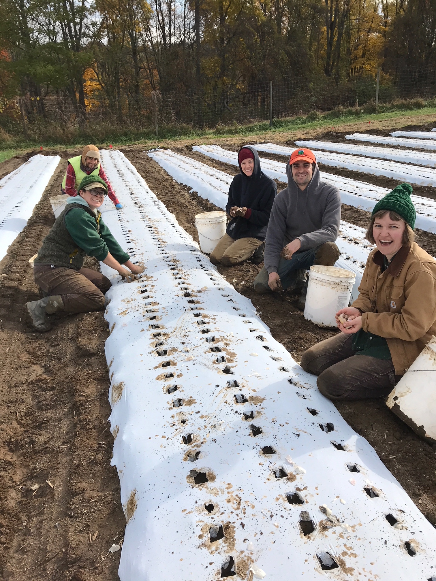 The team planting garlic on a chilly Halloween morning