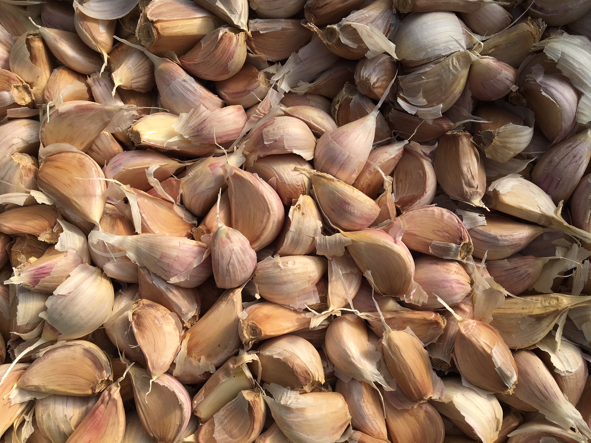 Garlic cloves ready for planting