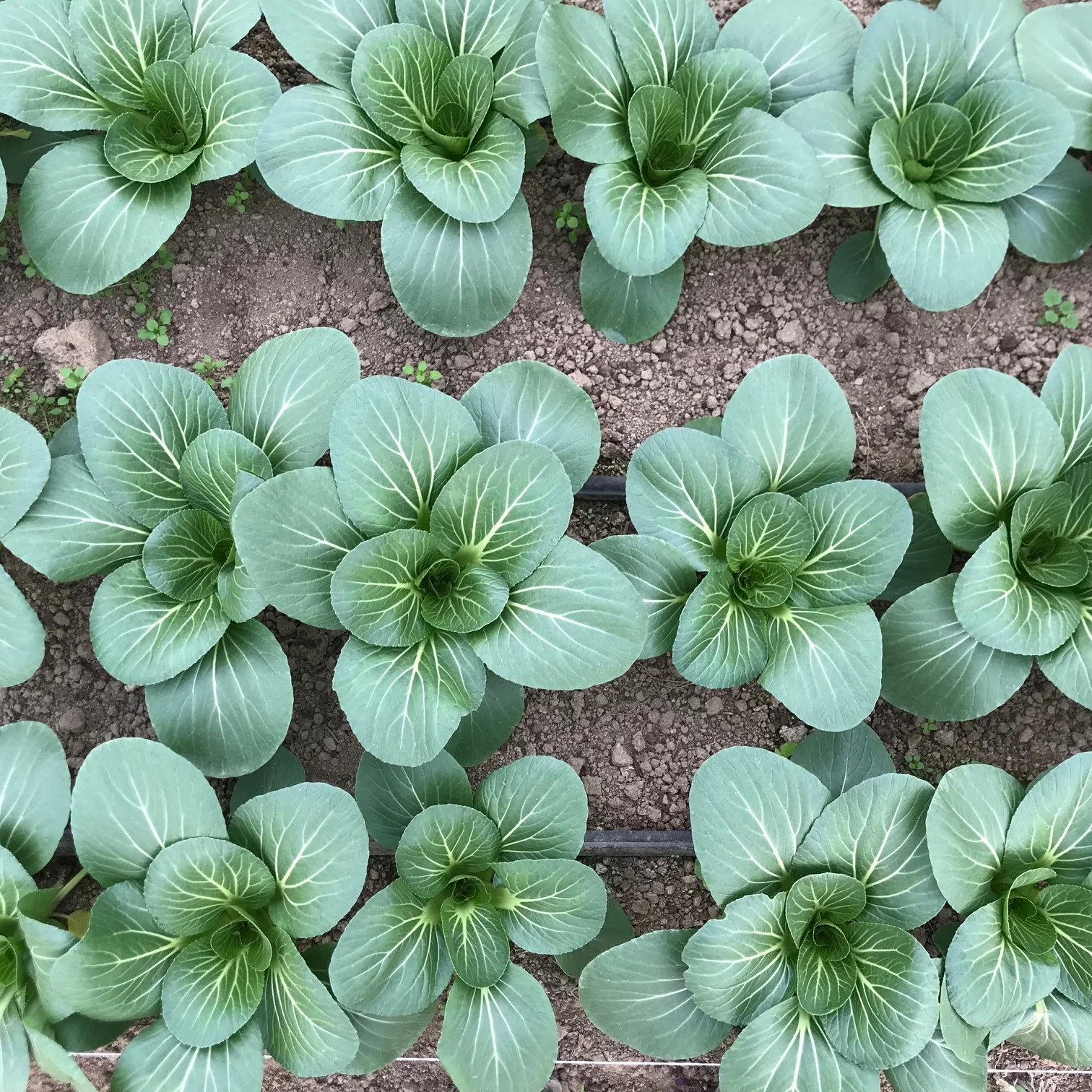 growers row 2.jpg