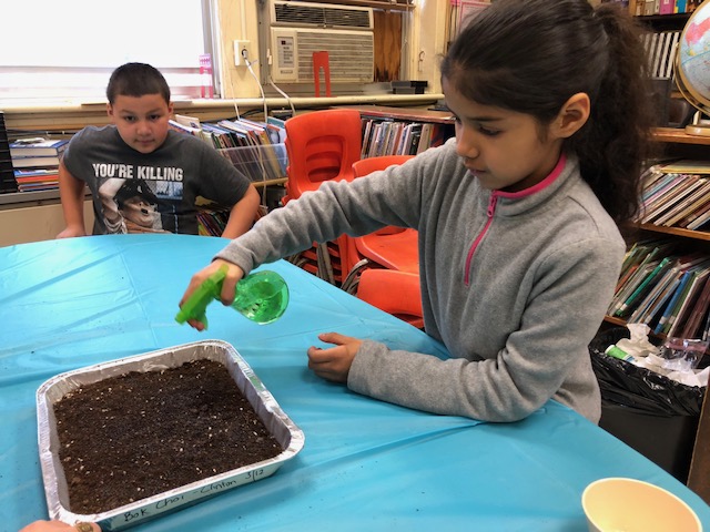  Students learn about the magic of seeds by planting and caring for microgreens.  